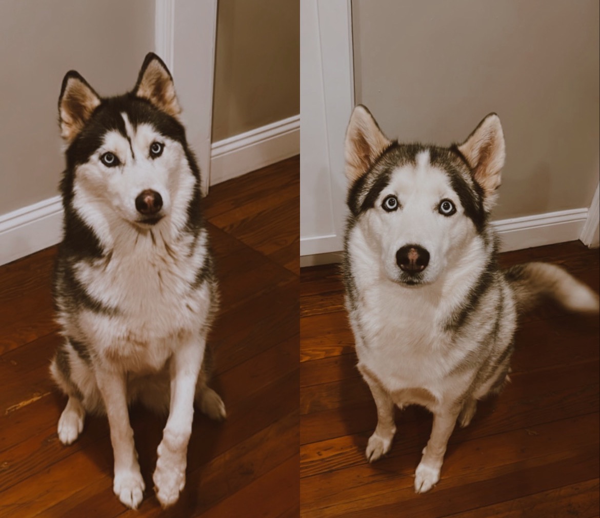 Help Kai and Luna Get Urgent Surgeries campaign photo, 7 of 8