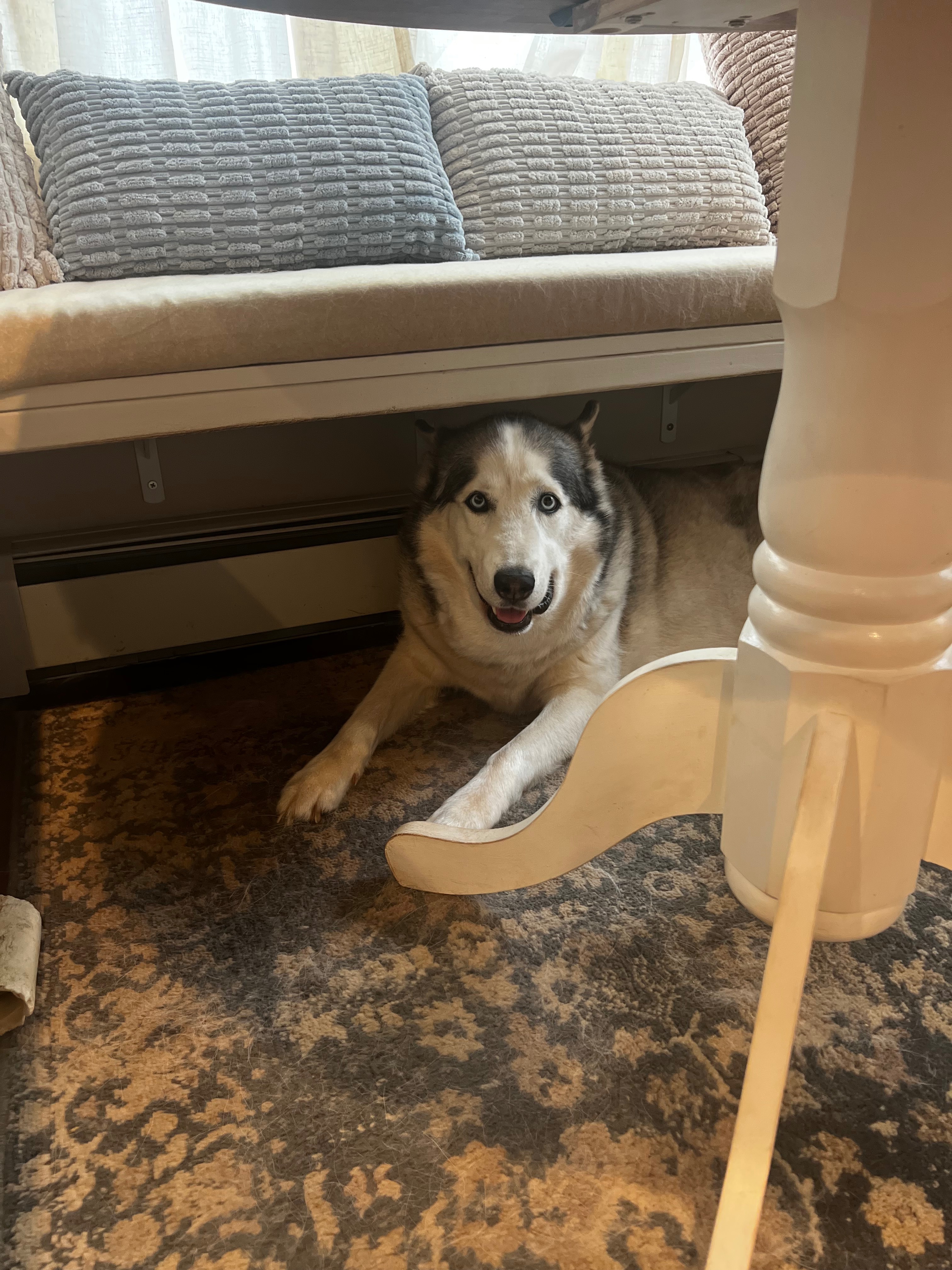 Help Kai and Luna Get Urgent Surgeries campaign photo, 2 of 8