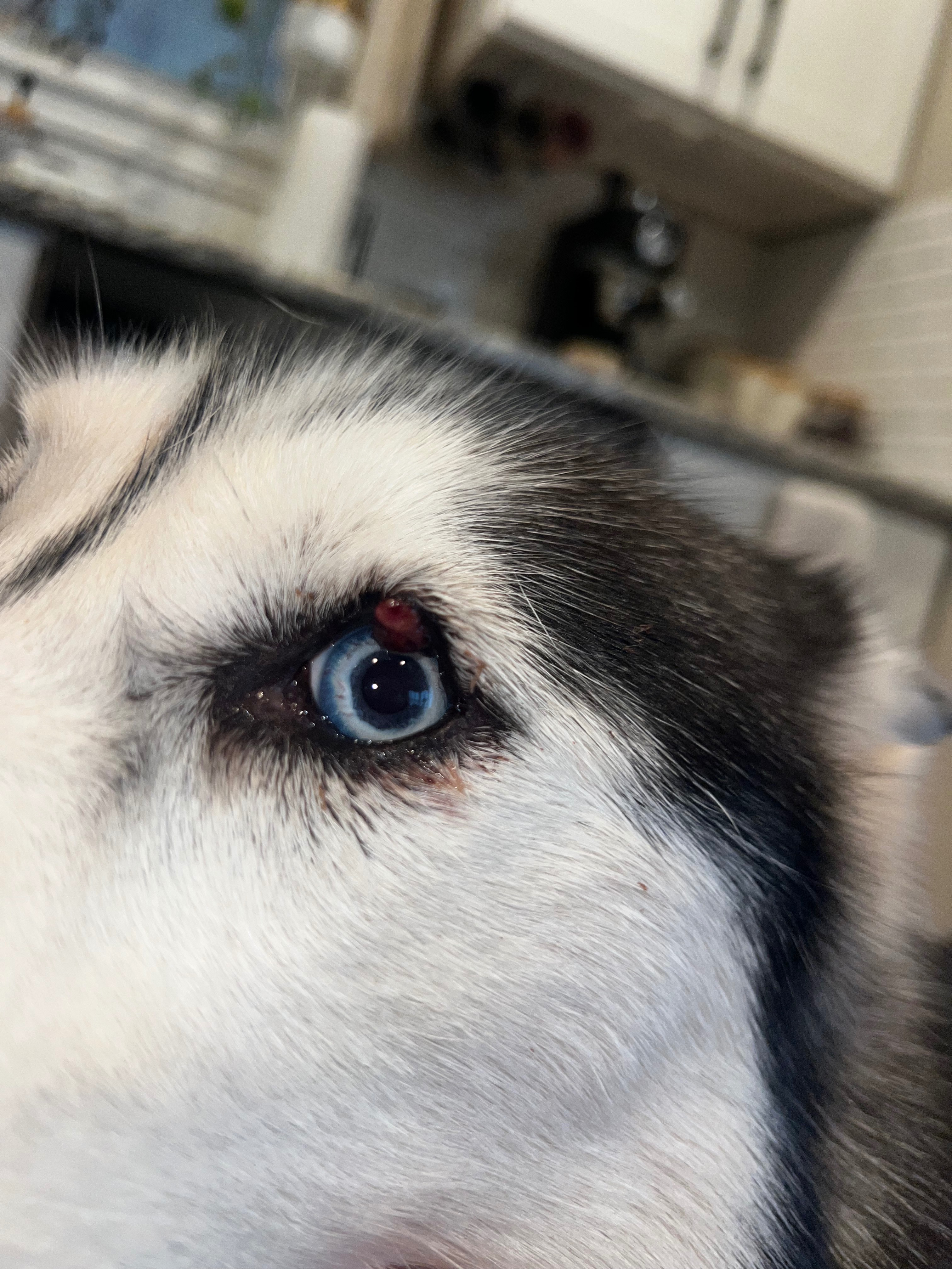 Help Kai and Luna Get Urgent Surgeries campaign photo, 4 of 8