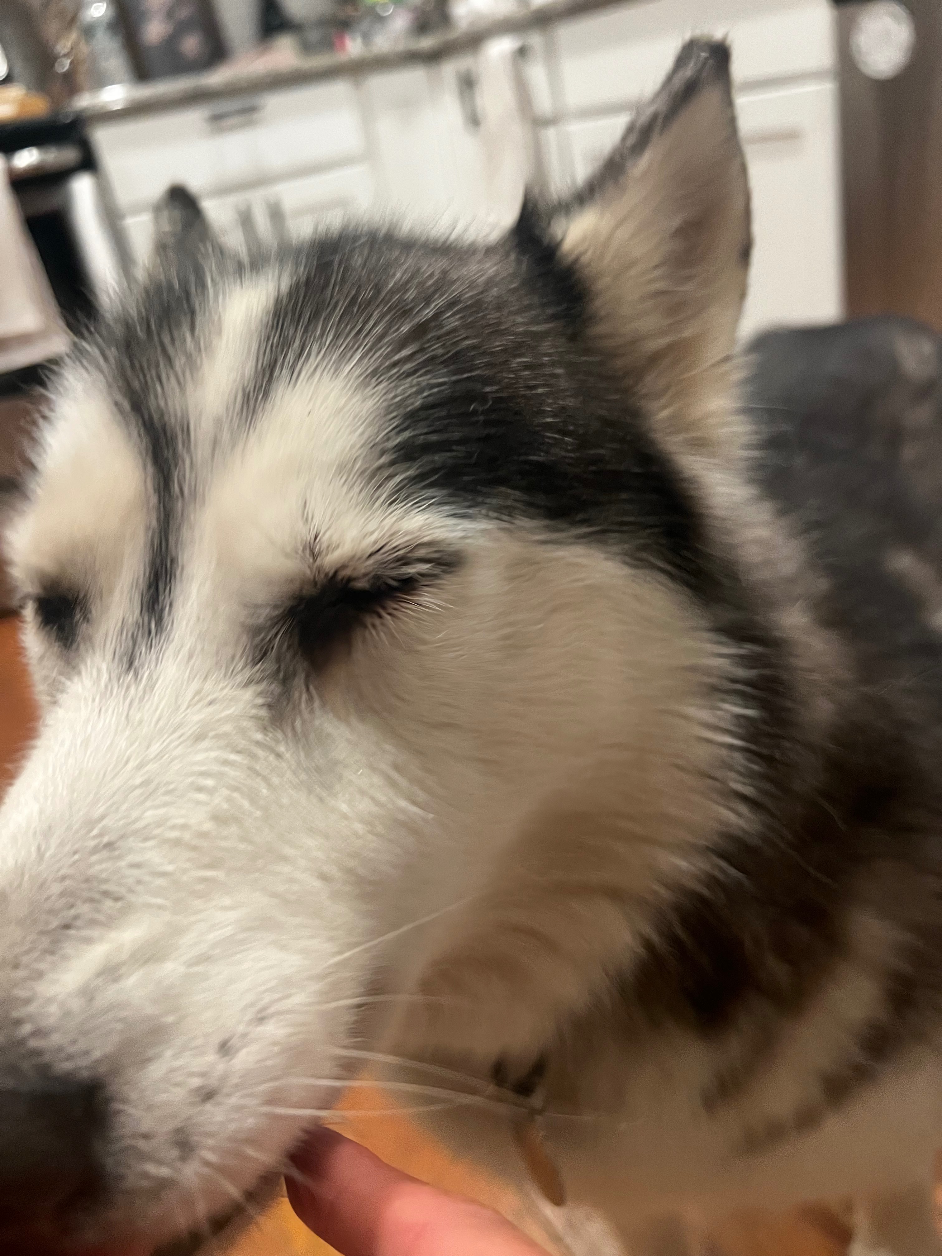 Help Kai and Luna Get Urgent Surgeries campaign photo, 5 of 8
