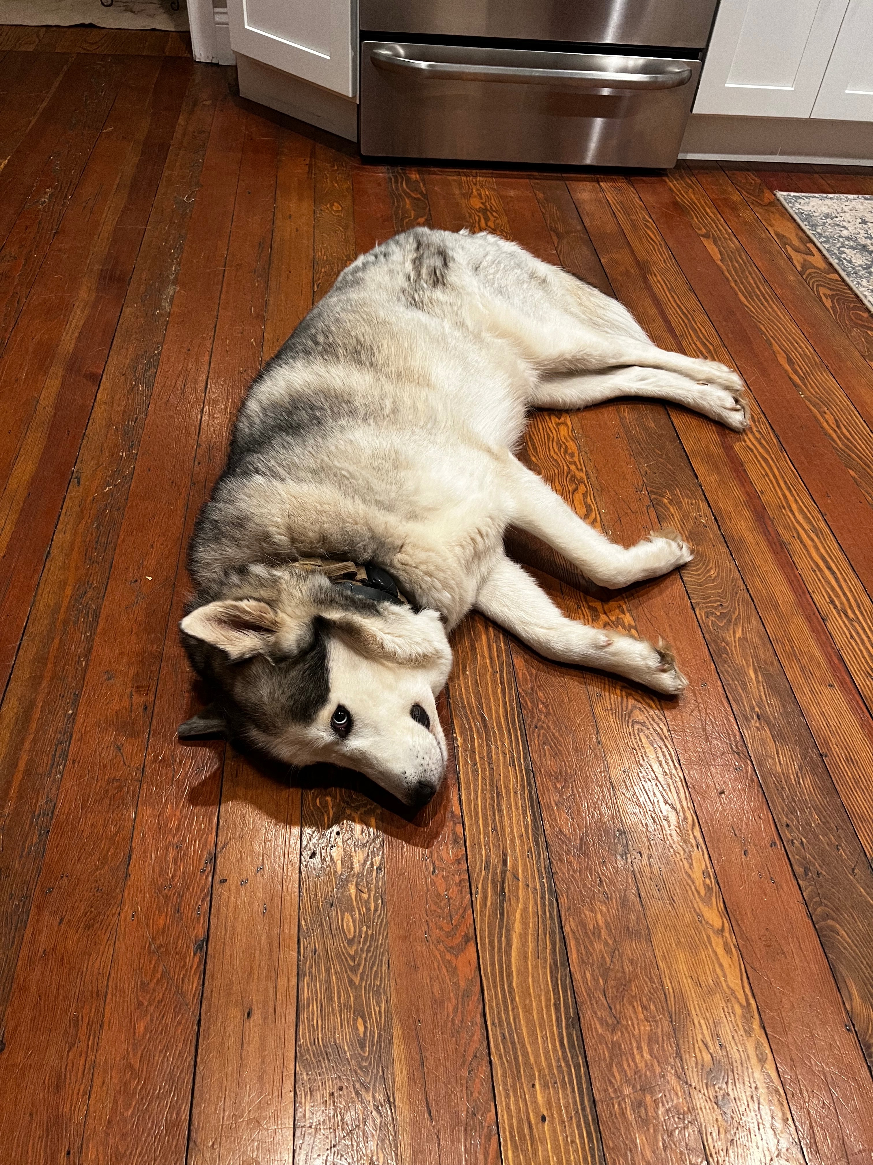 Help Kai and Luna Get Urgent Surgeries campaign photo, 6 of 8