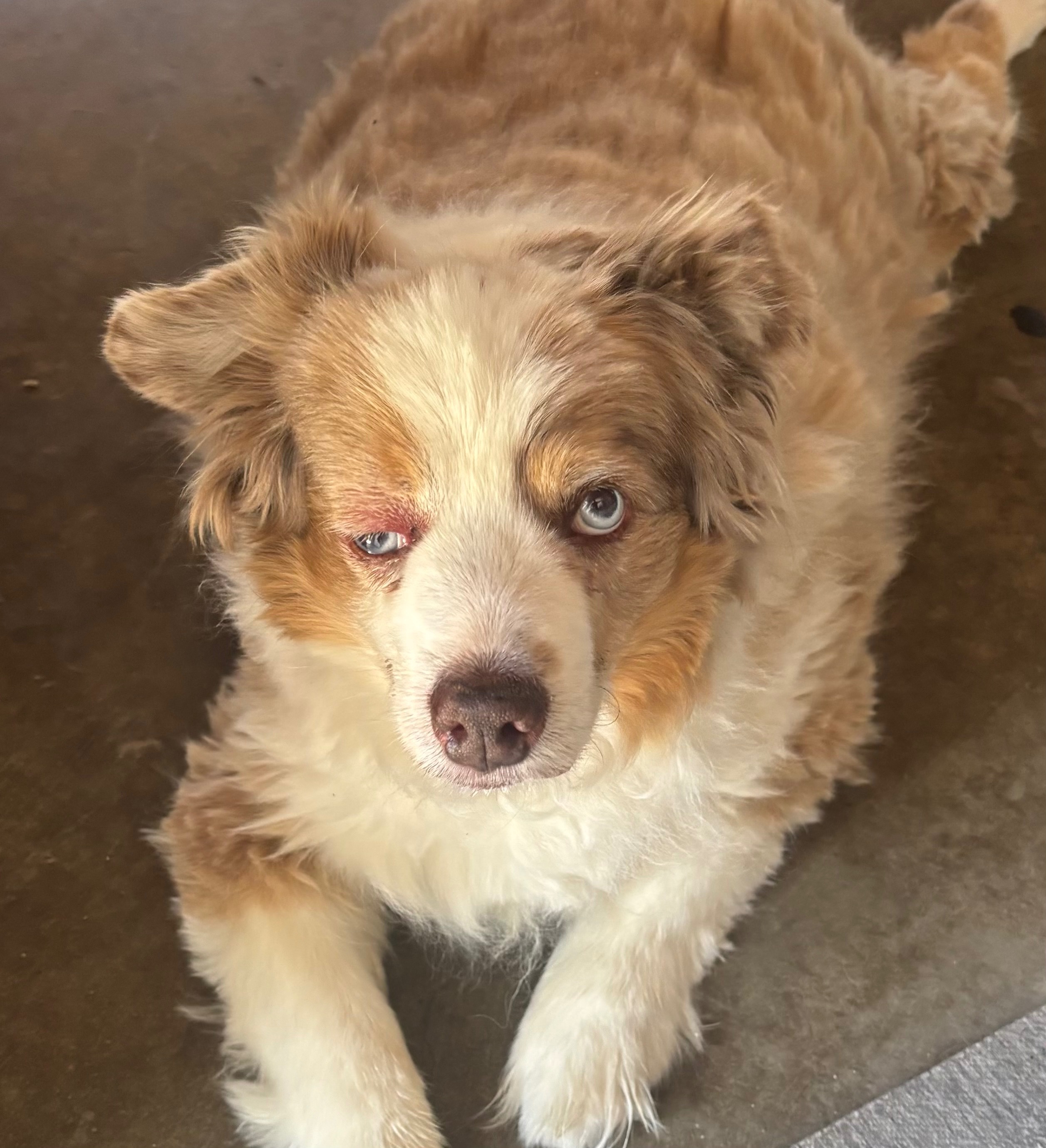 Monty’s Abscess Get Removed! campaign photo, 2 of 4