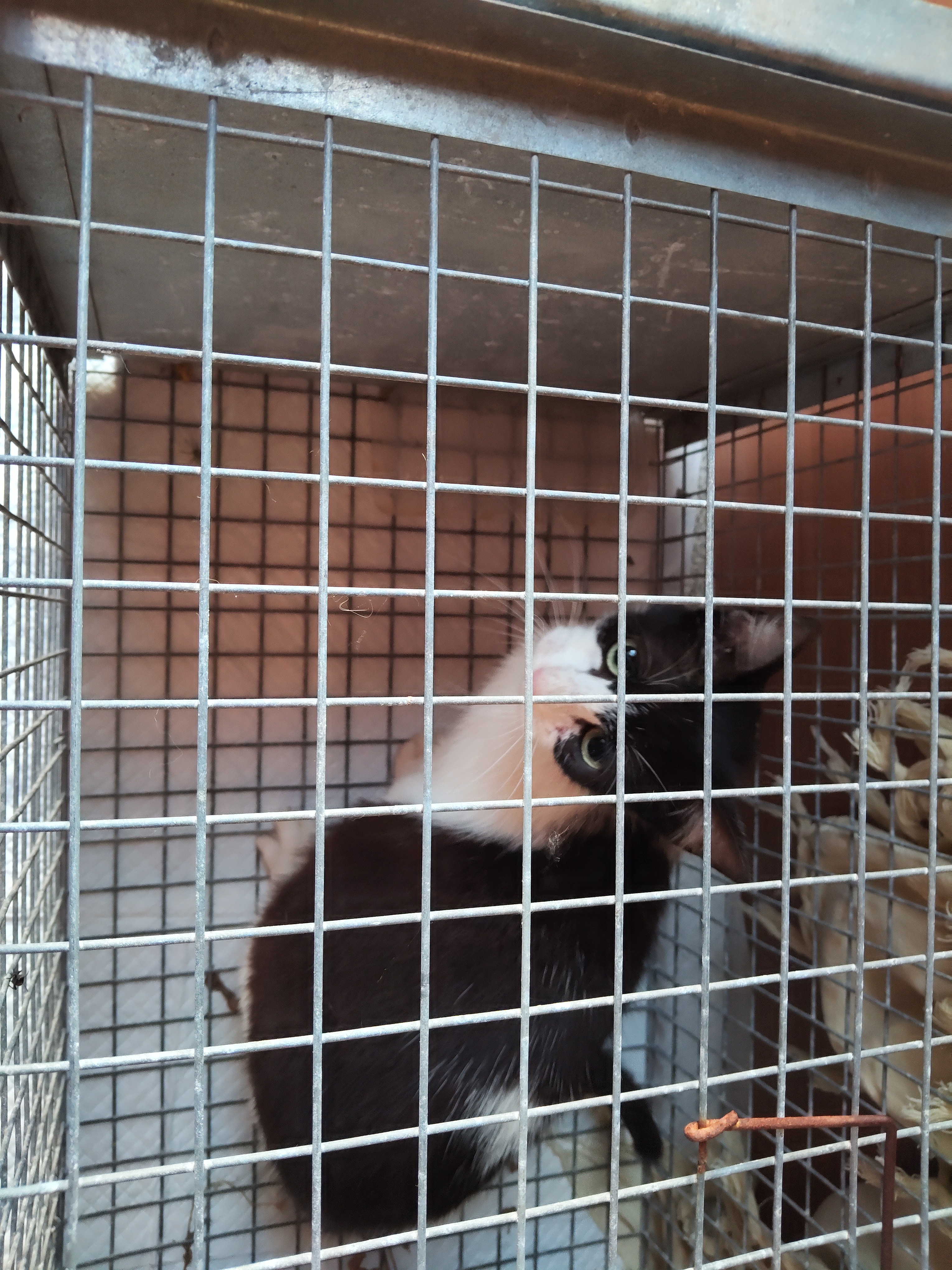 Aiutaci con i gatti del Sinis a Mandriola campaign photo, 6 of 7
