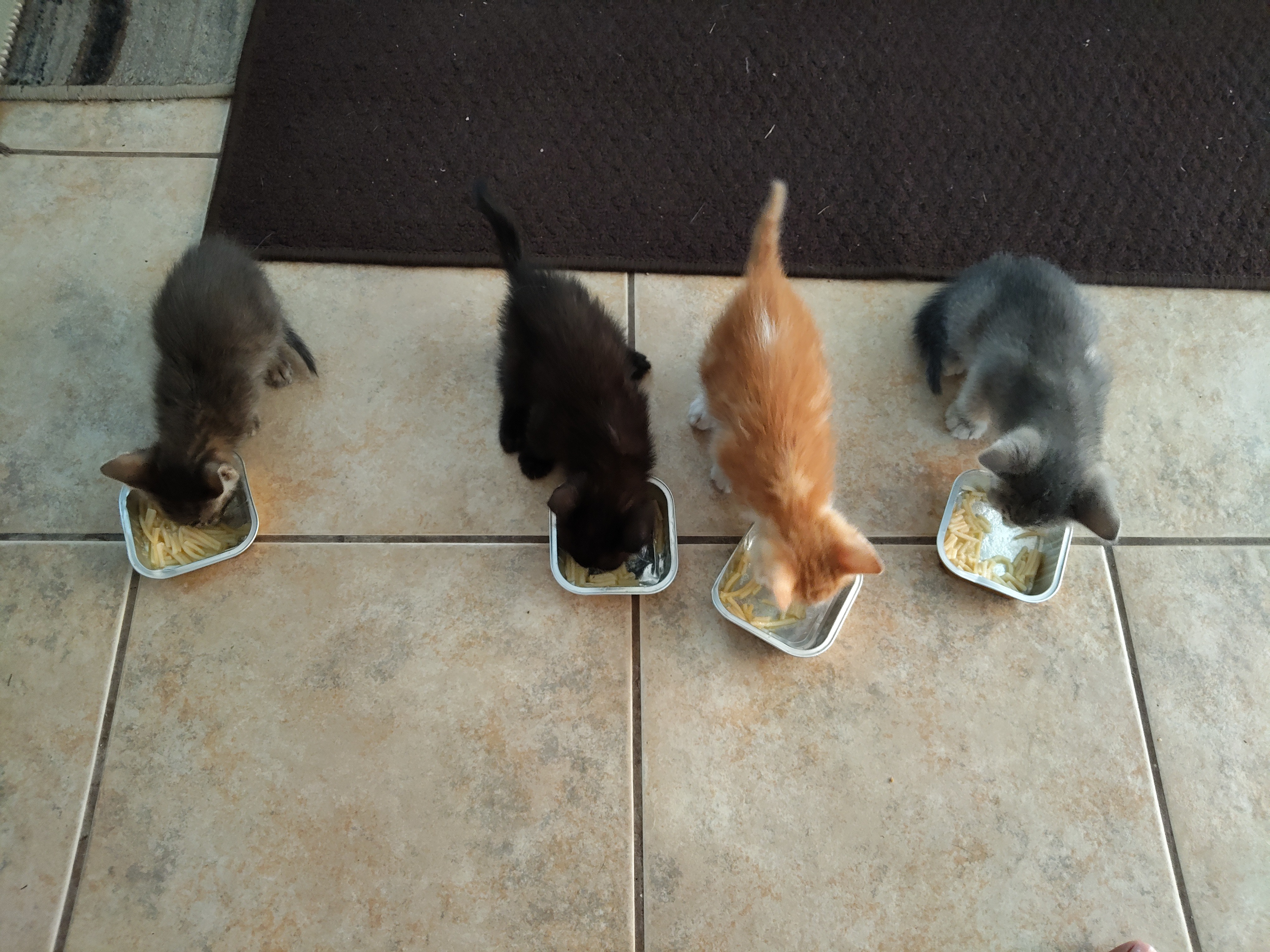 Aiutaci con i gatti del Sinis a Mandriola campaign photo, 5 of 7