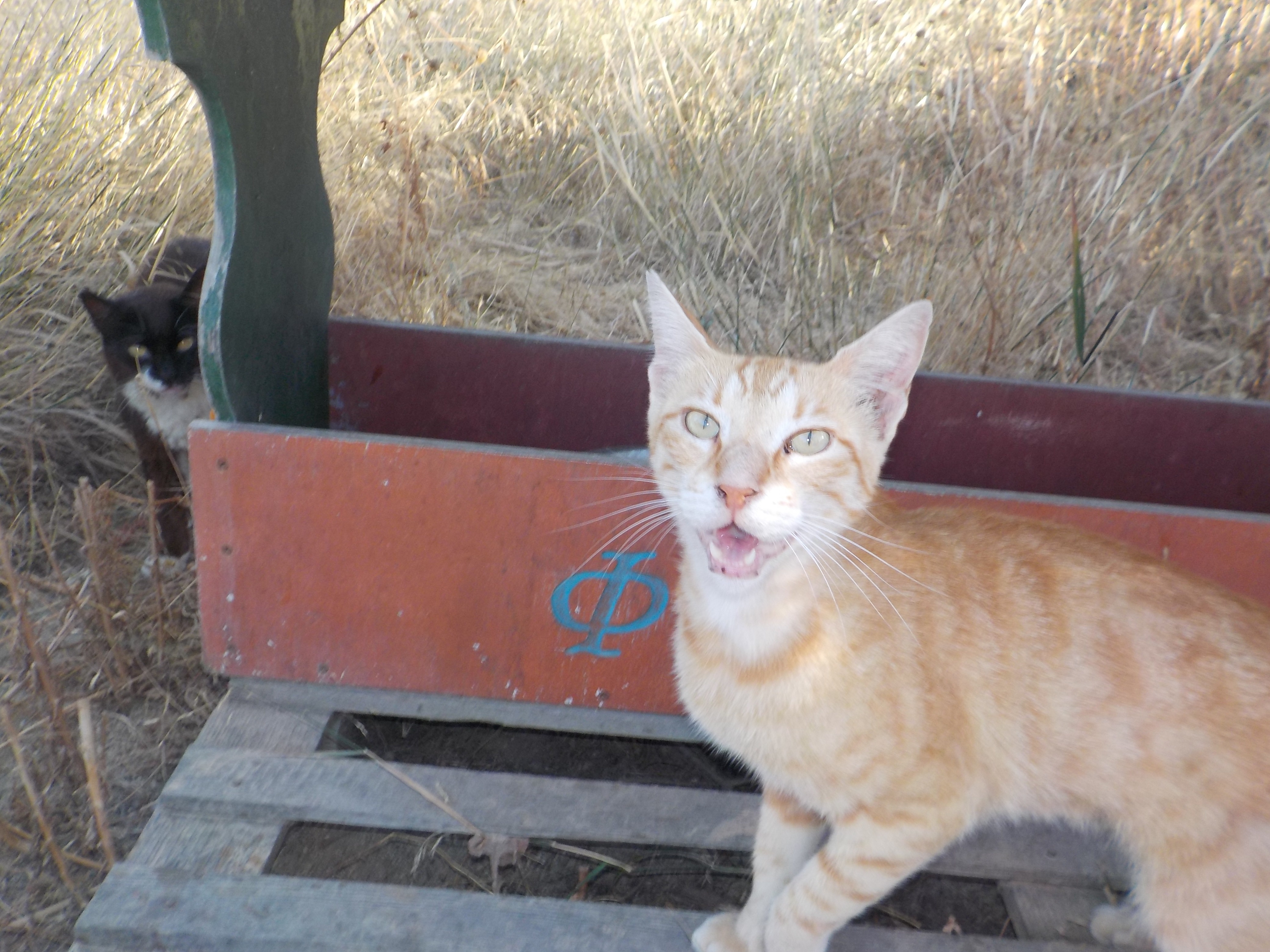 Tinos & Naxos Stray Cats 60th Birthday Campaign campaign photo, 6 of 7
