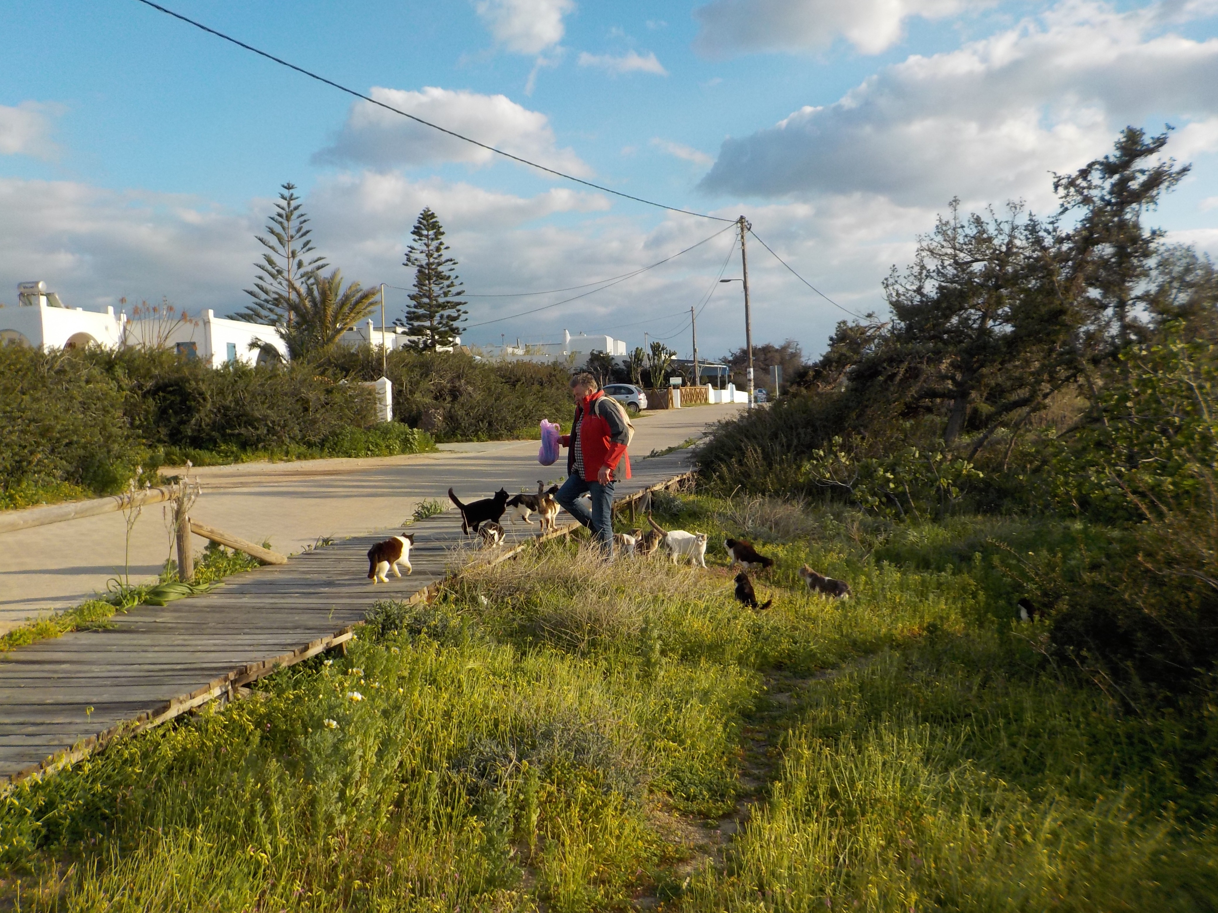 Tinos & Naxos Stray Cats 60th Birthday Campaign campaign photo, 2 of 7