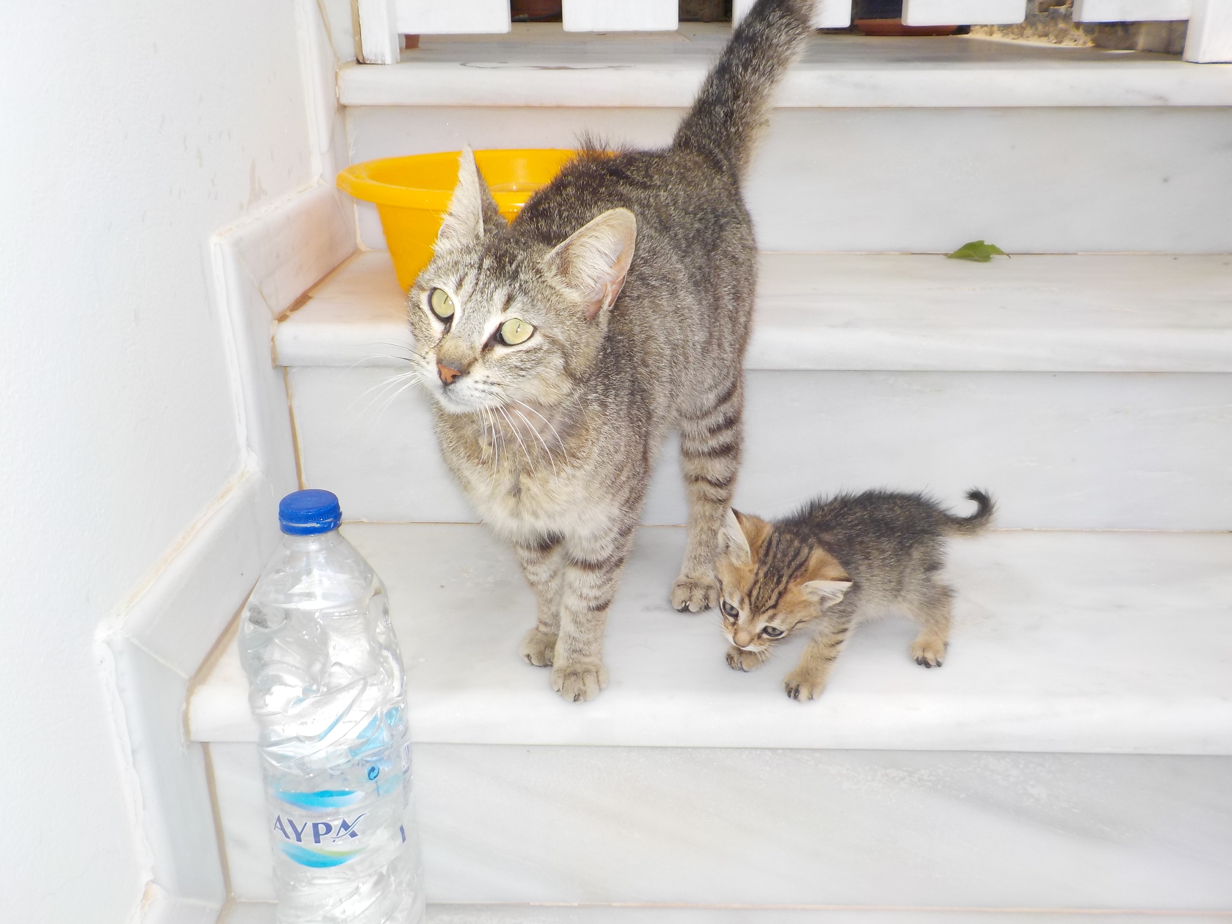 Tinos & Naxos Stray Cats 60th Birthday Campaign campaign photo, 4 of 7