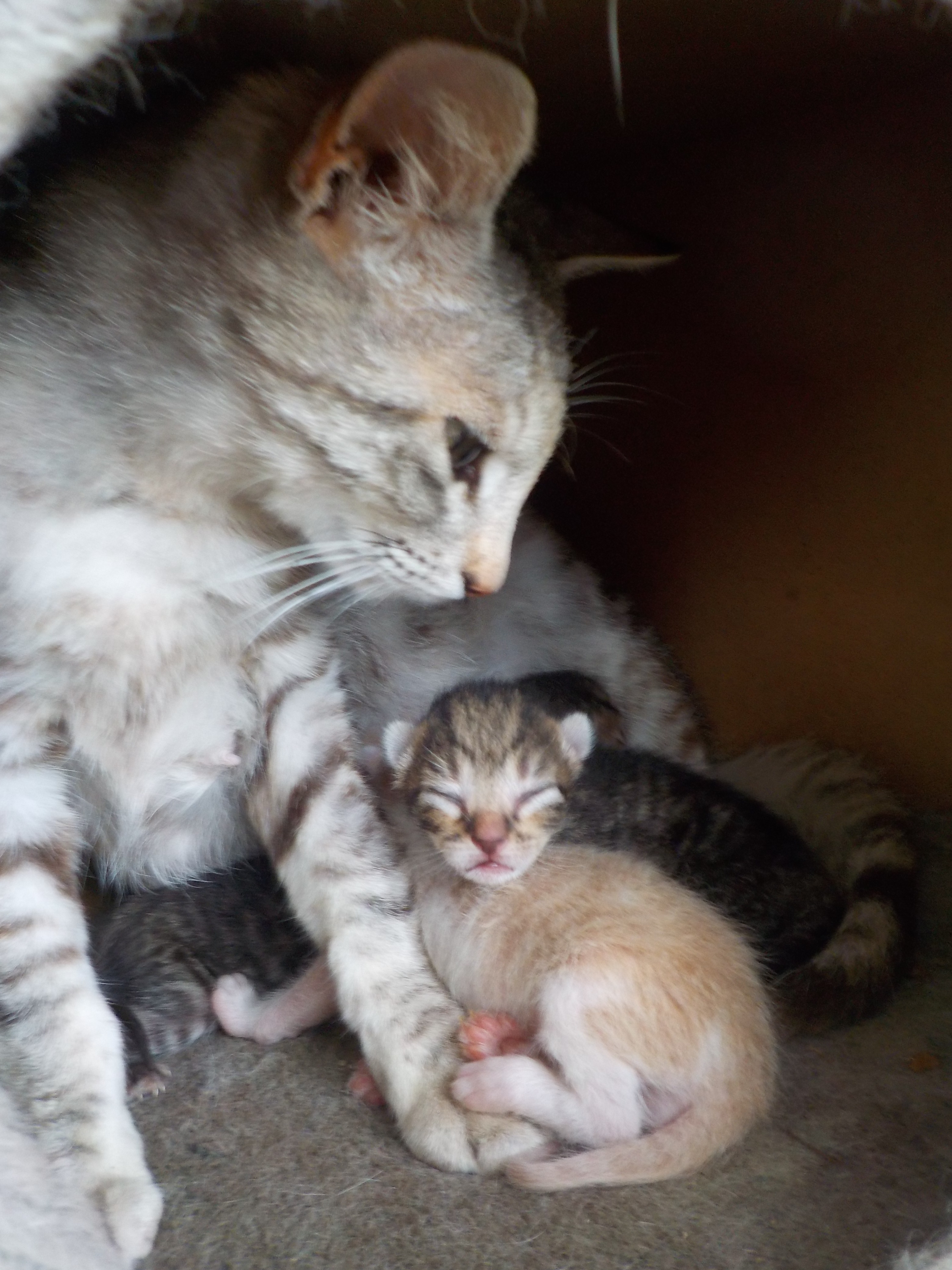 Tinos & Naxos Stray Cats 60th Birthday Campaign campaign photo, 5 of 7
