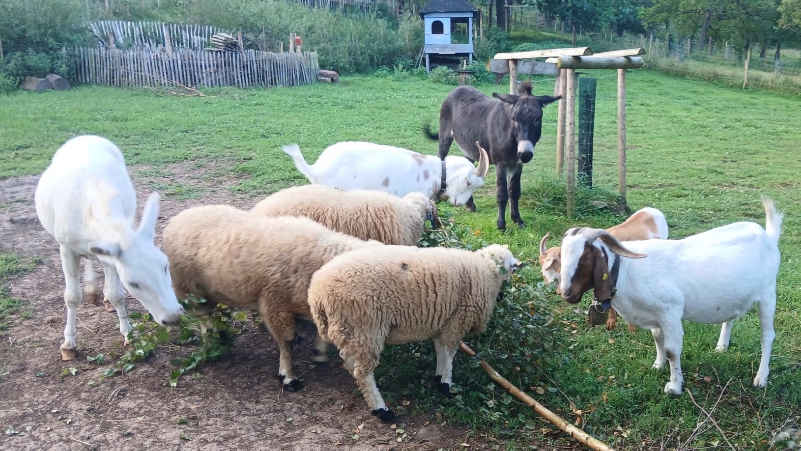 Esel, Ziege, Schaf und co campaign photo, 2 of 6