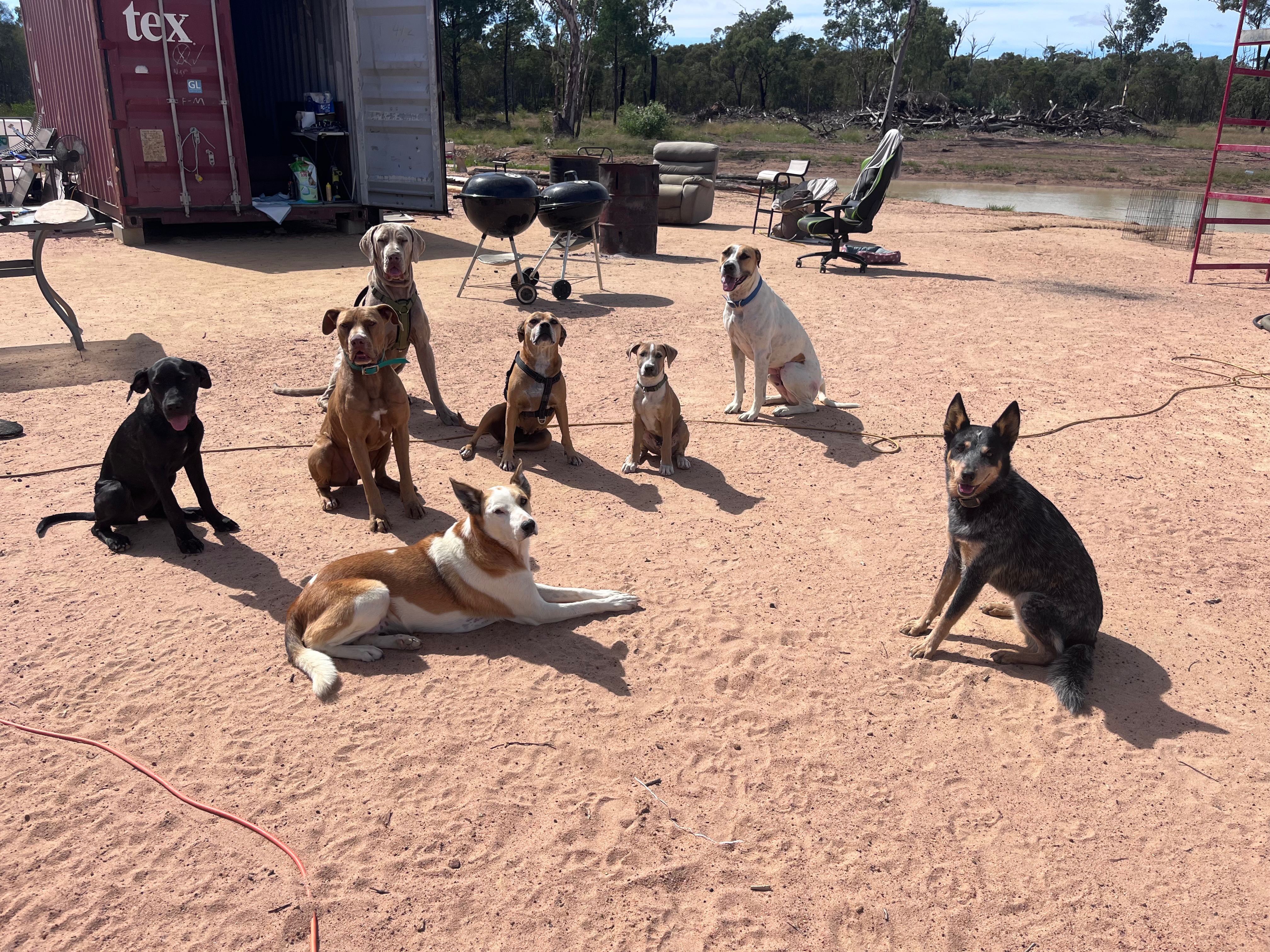 Strays that got a second chance. campaign photo, 2 of 4