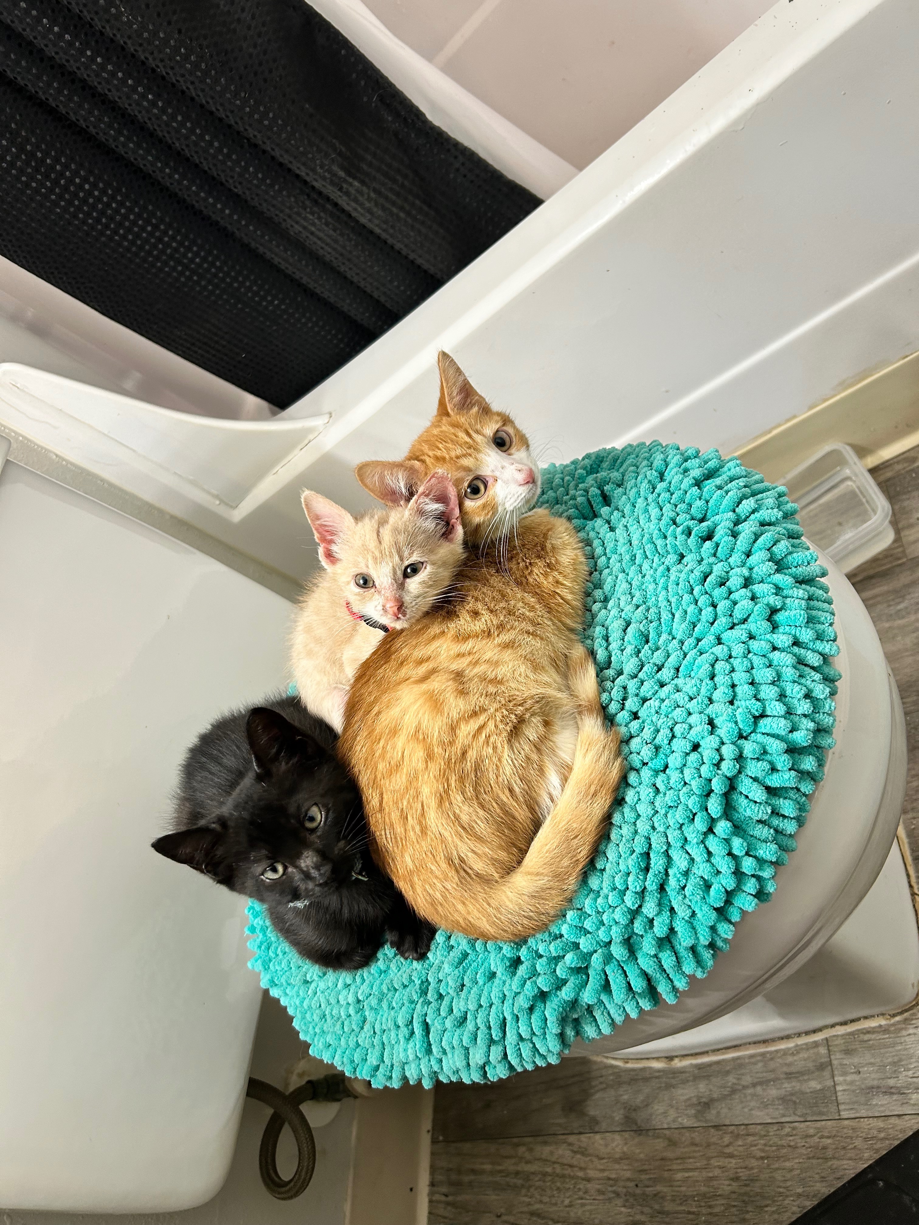 Support KC’ Feline Fosters Medical & Supplies Fund campaign photo, 2 of 4