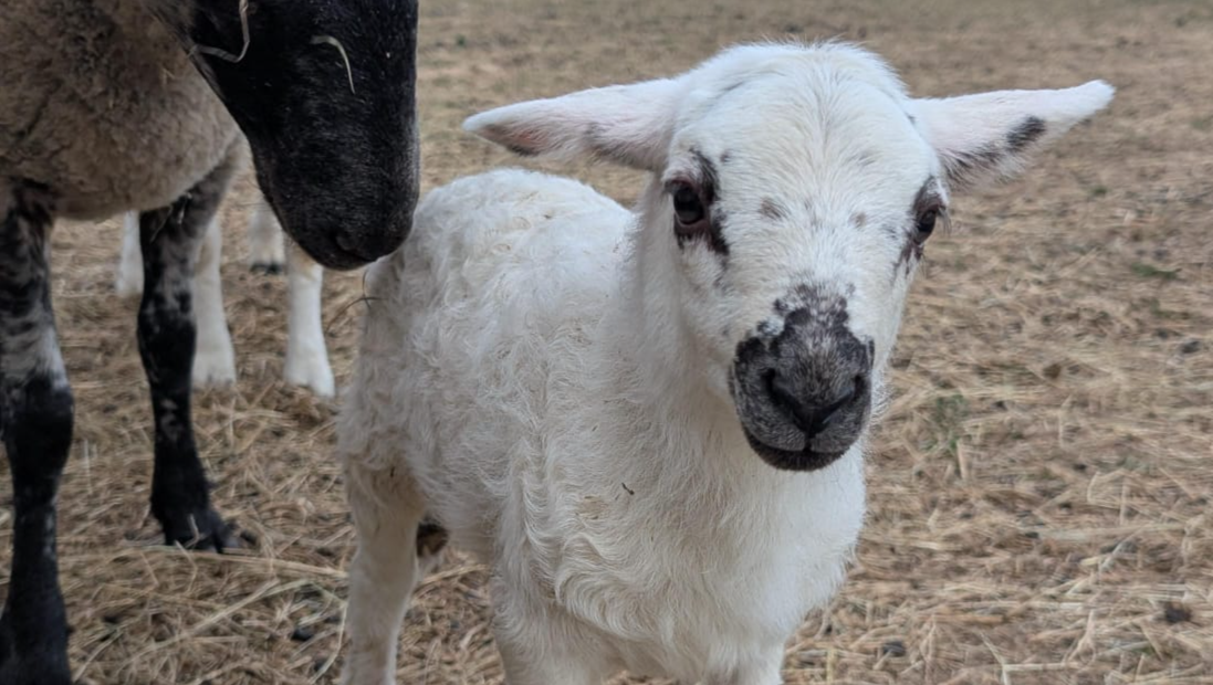 Urgent help needed to buy a tractor to help run our rescue