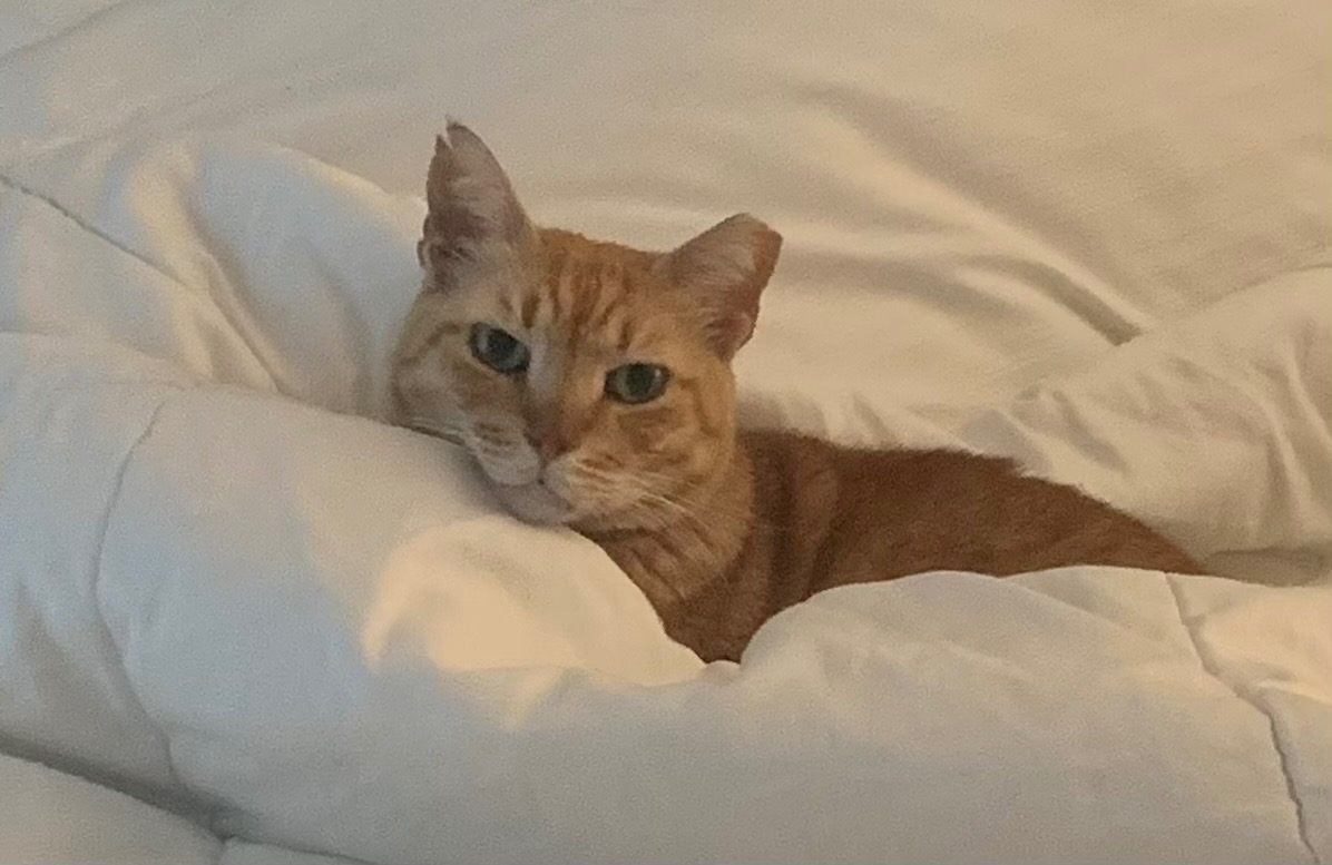 Help Tara Green with Veterinary Expenses for George campaign photo, 7 of 8