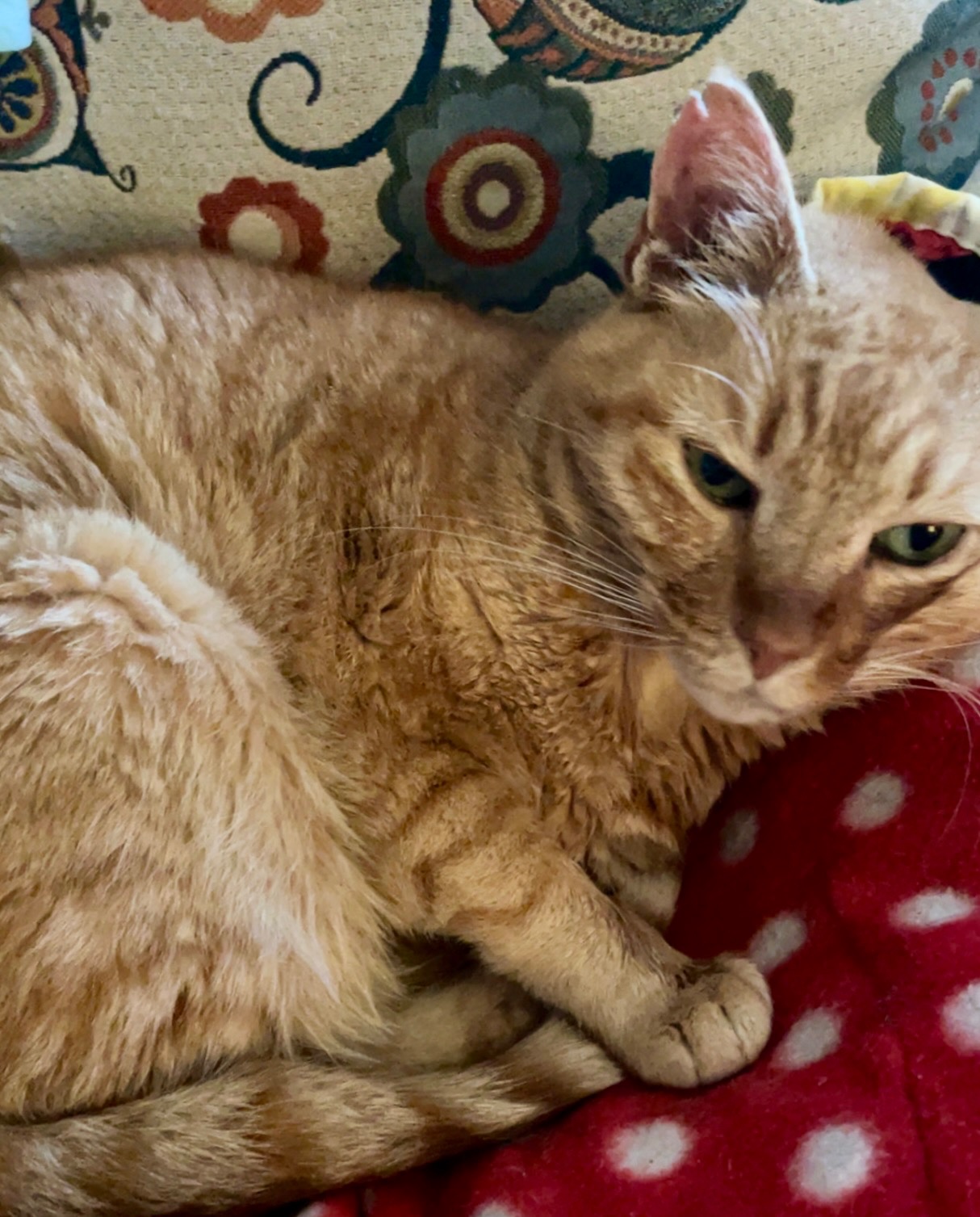 Help Tara Green with Veterinary Expenses for George campaign photo, 2 of 8