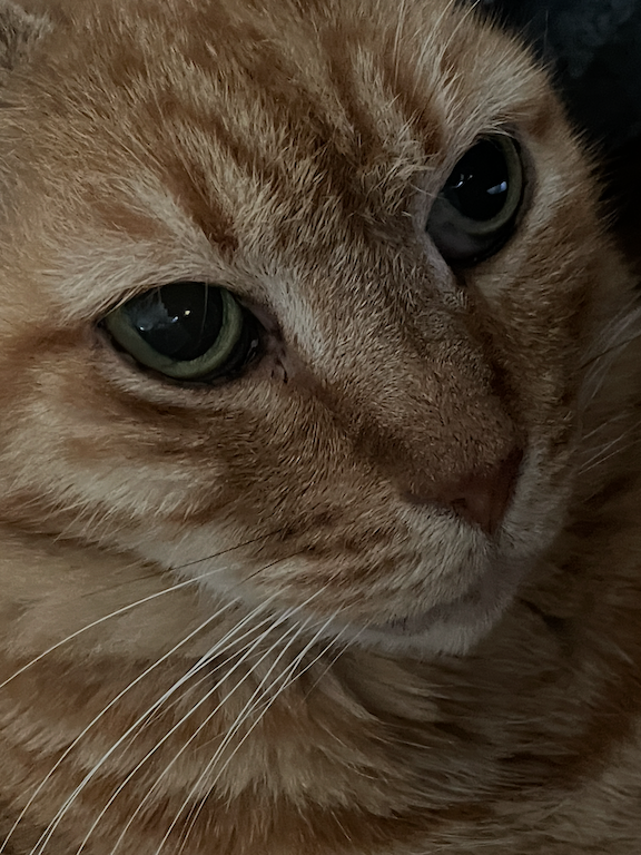 Help Tara Green with Veterinary Expenses for George campaign photo, 4 of 8
