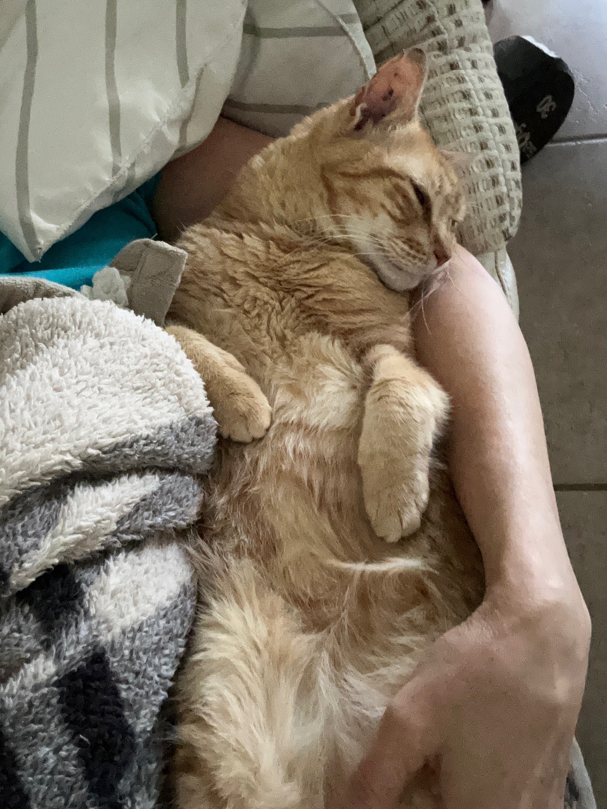 Help Tara Green with Veterinary Expenses for George campaign photo, 6 of 8