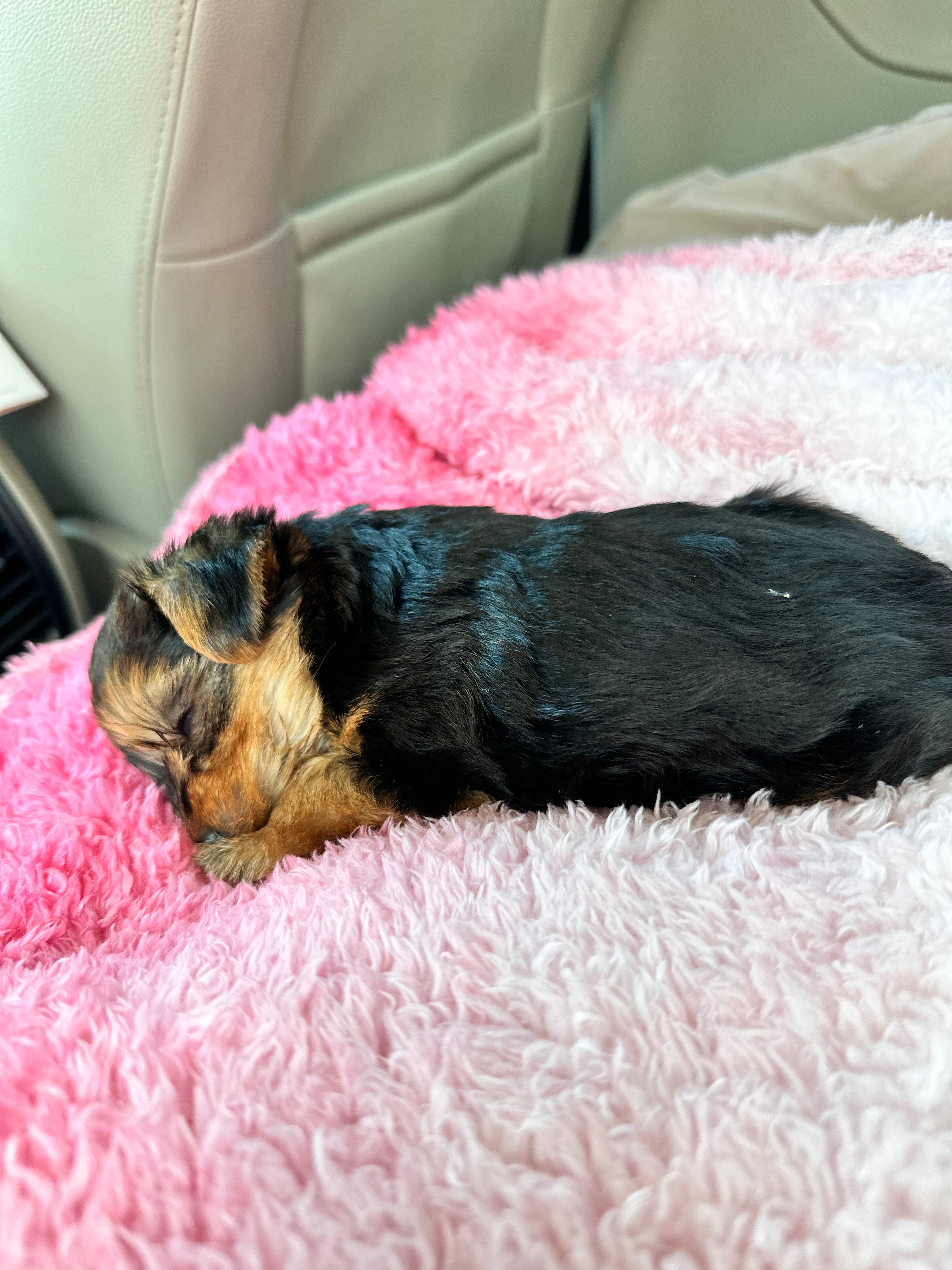 Urgent Care Needed: Pepe the Teacup Yorkie campaign photo, 6 of 7