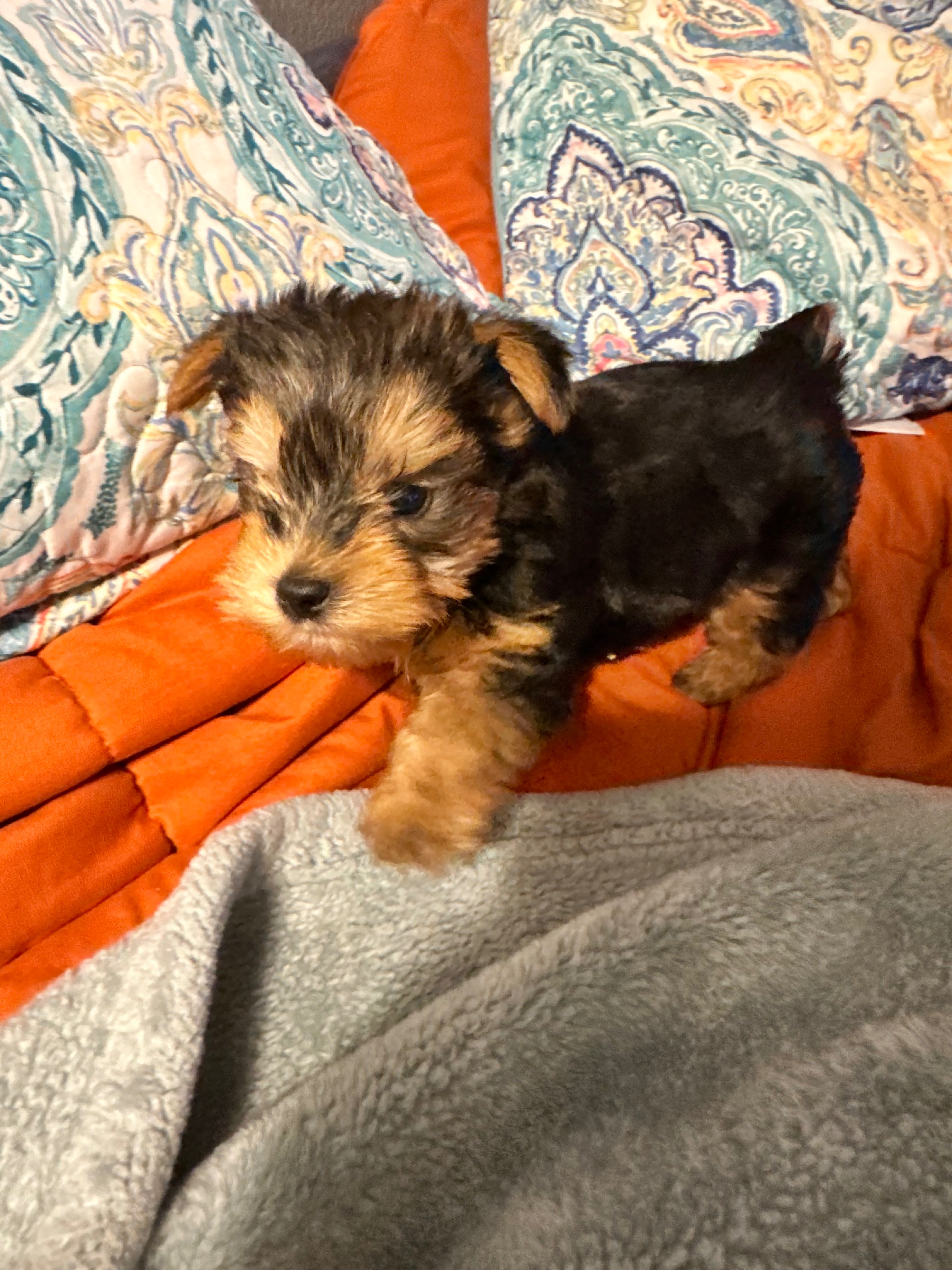Urgent Care Needed: Pepe the Teacup Yorkie campaign photo, 2 of 7