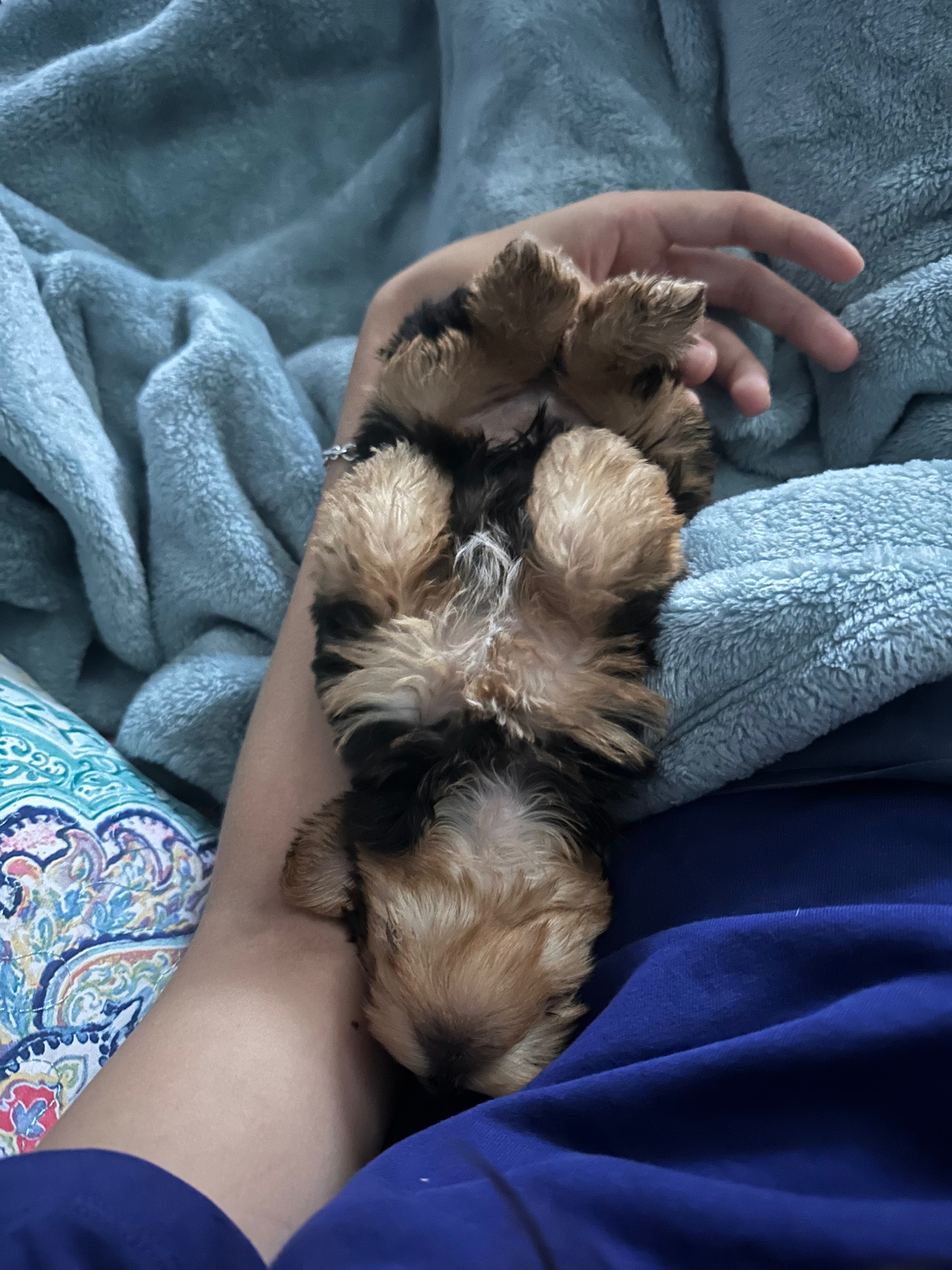 Urgent Care Needed: Pepe the Teacup Yorkie campaign photo, 4 of 7