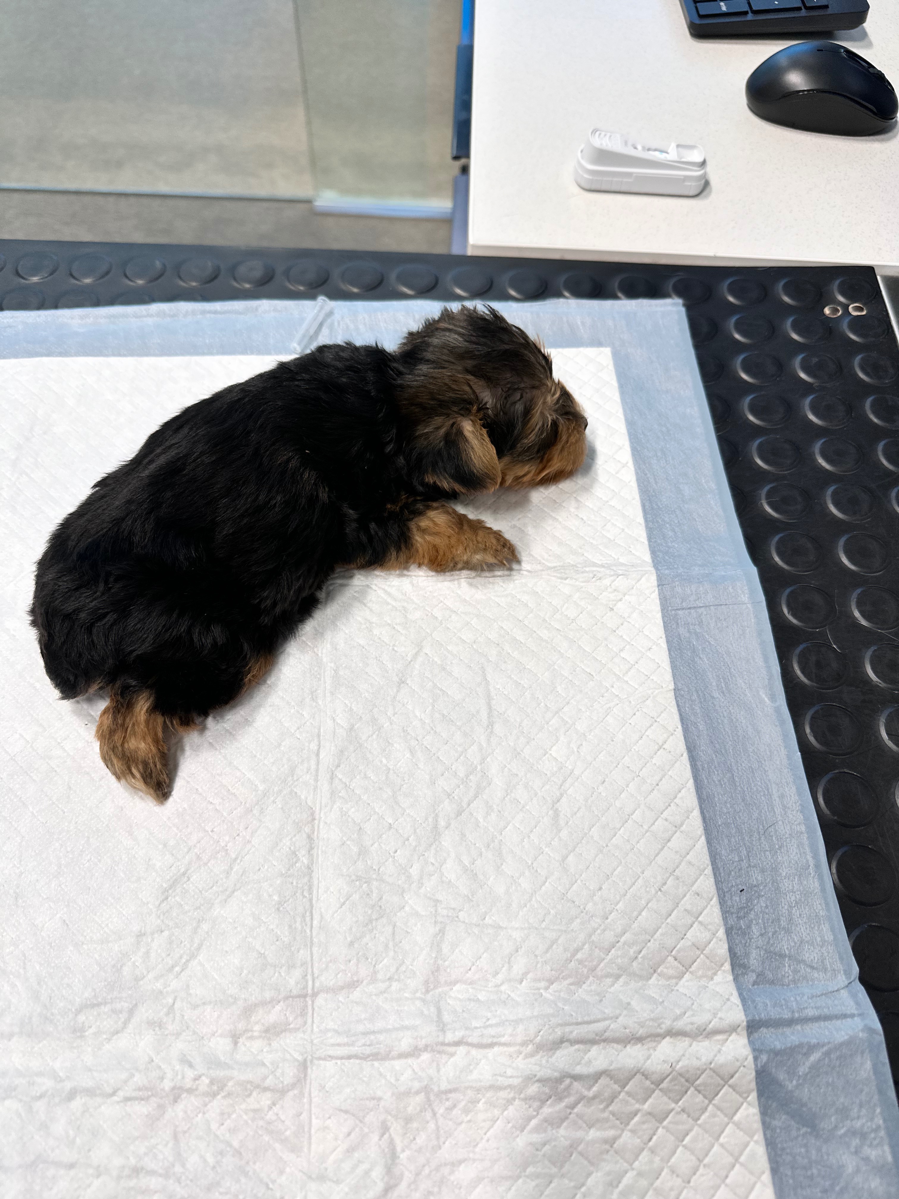 Urgent Care Needed: Pepe the Teacup Yorkie campaign photo, 5 of 7