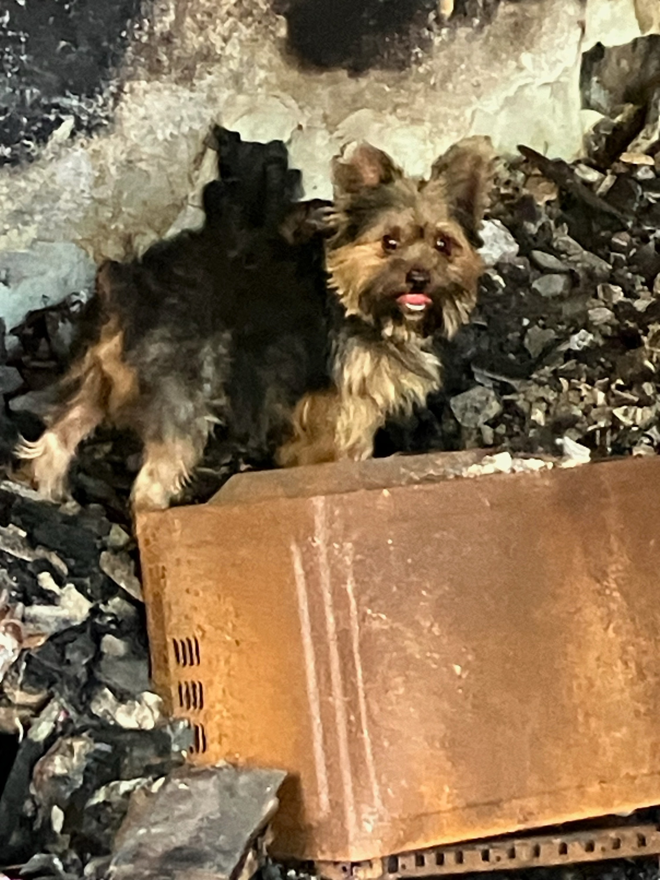 Dolores Needs Your Help After Total Loss campaign photo, 2 of 8