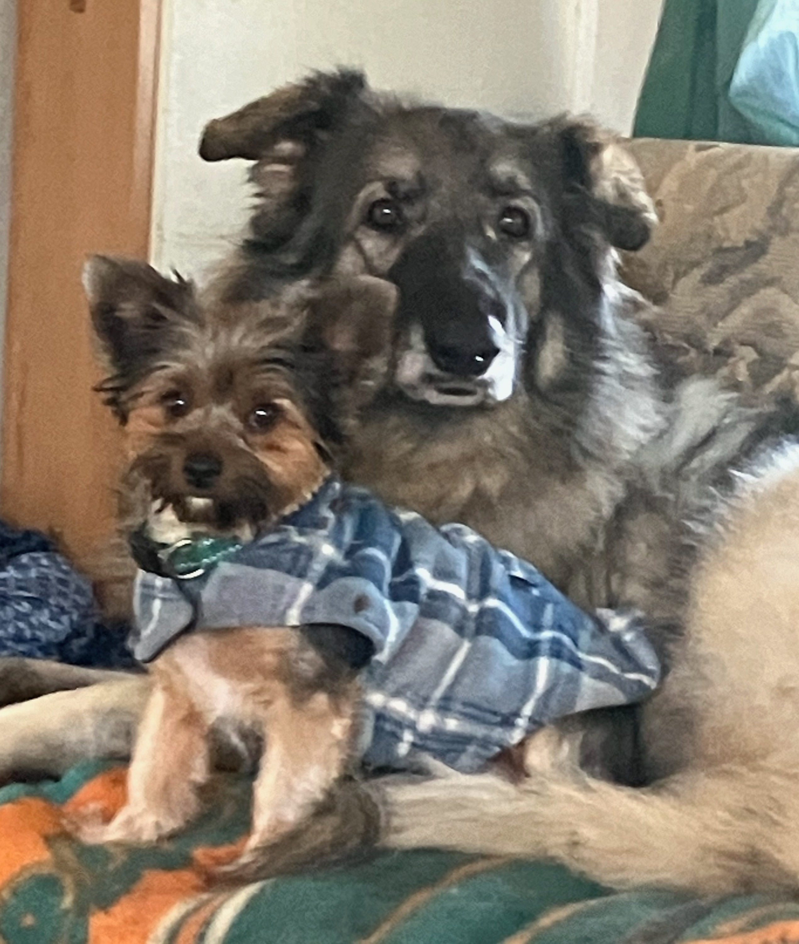 Dolores Needs Your Help After Total Loss campaign photo, 5 of 8