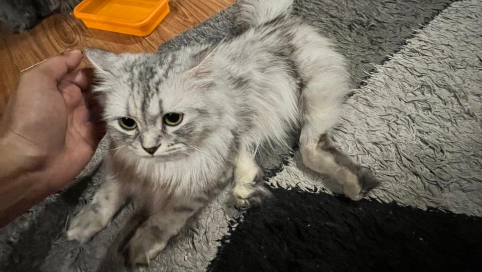 Help Bella Walk Again: Urgent Surgery Needed pinned link photo