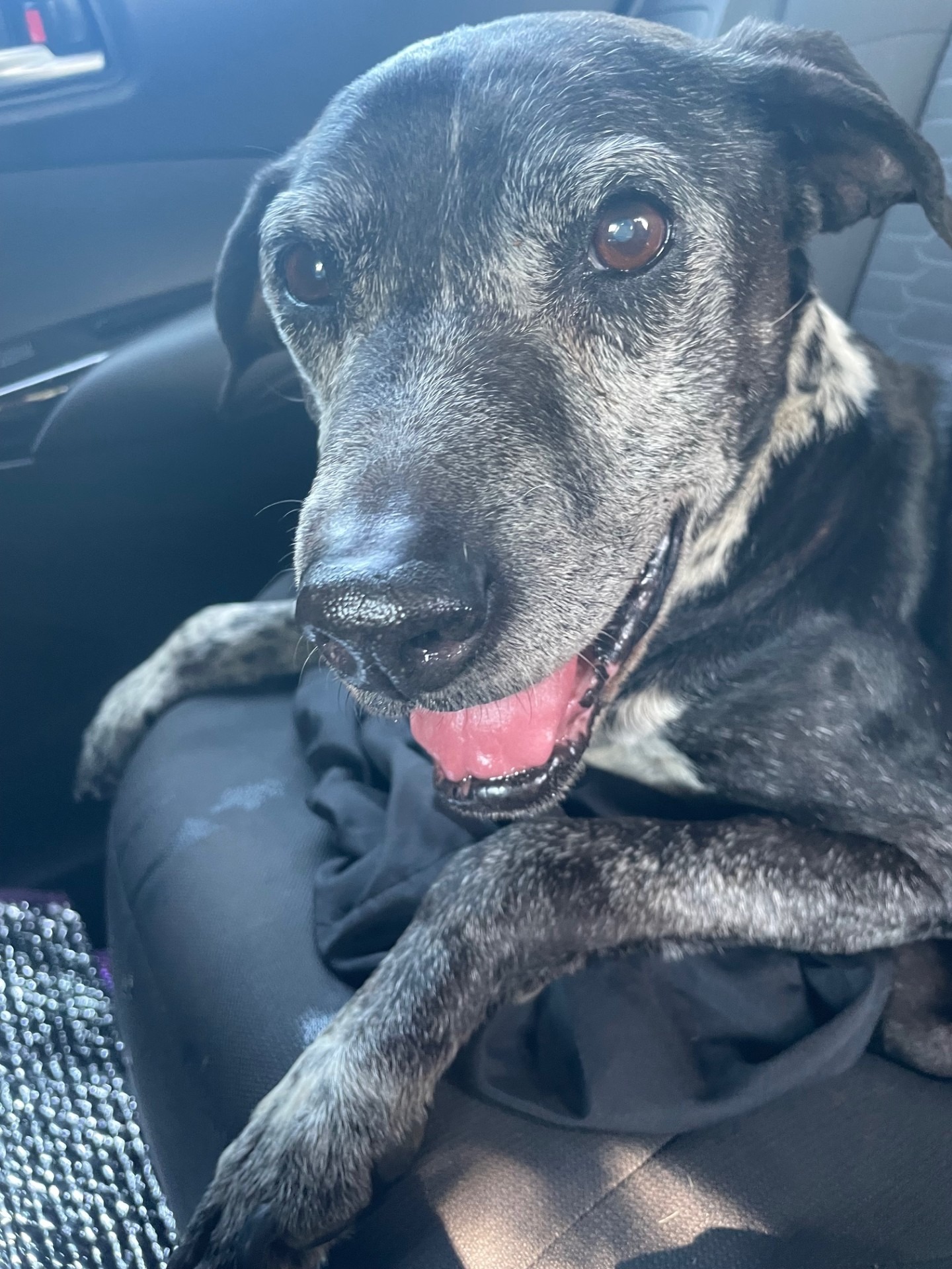 Support  Needed for Neglected and Abandoned Senior Dog campaign photo, 7 of 8