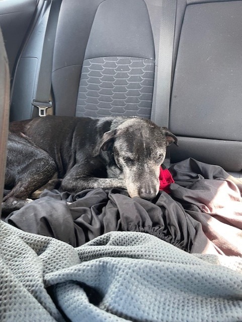 Support  Needed for Neglected and Abandoned Senior Dog campaign photo, 2 of 8
