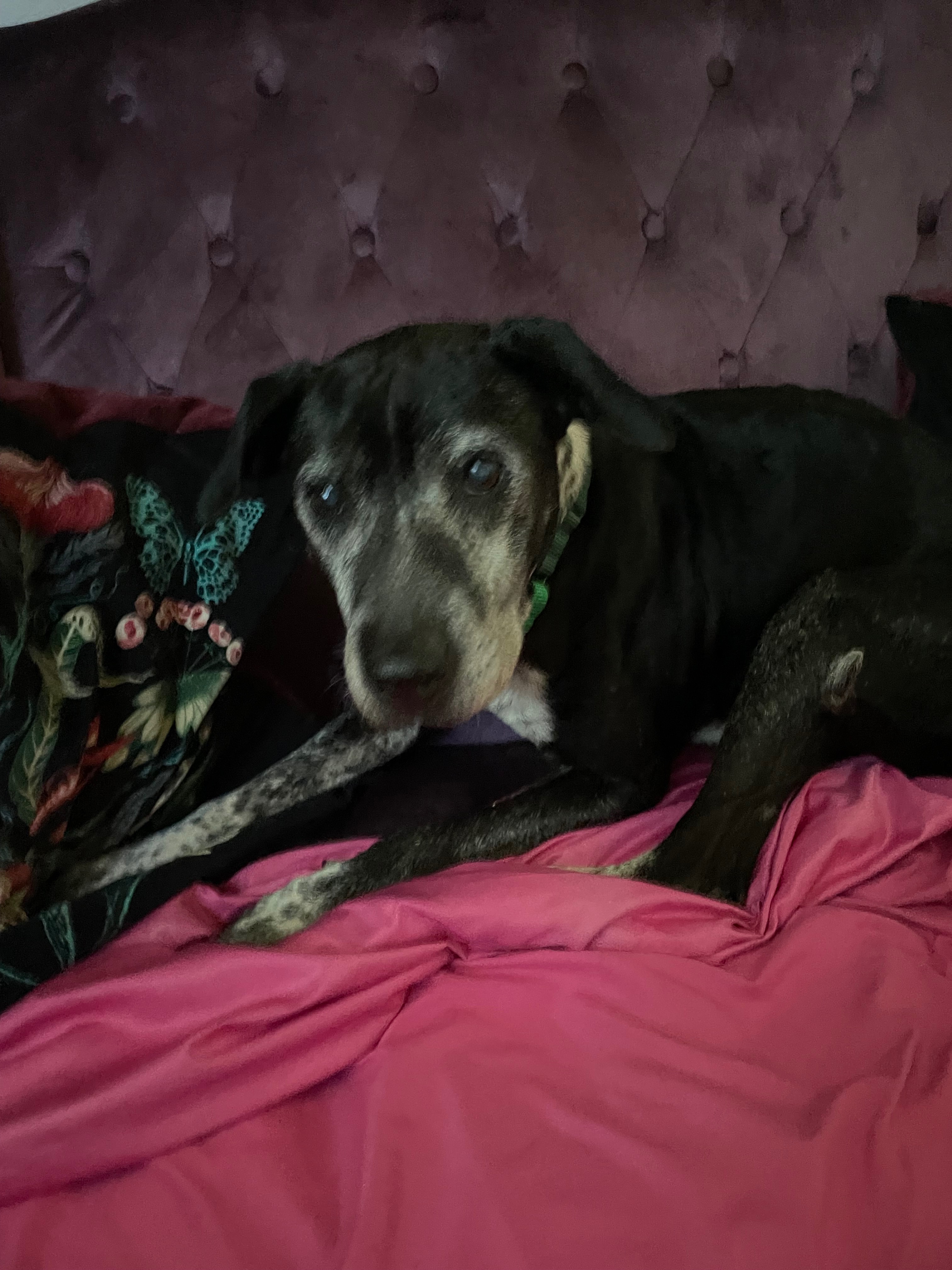 Support  Needed for Neglected and Abandoned Senior Dog campaign photo, 5 of 8