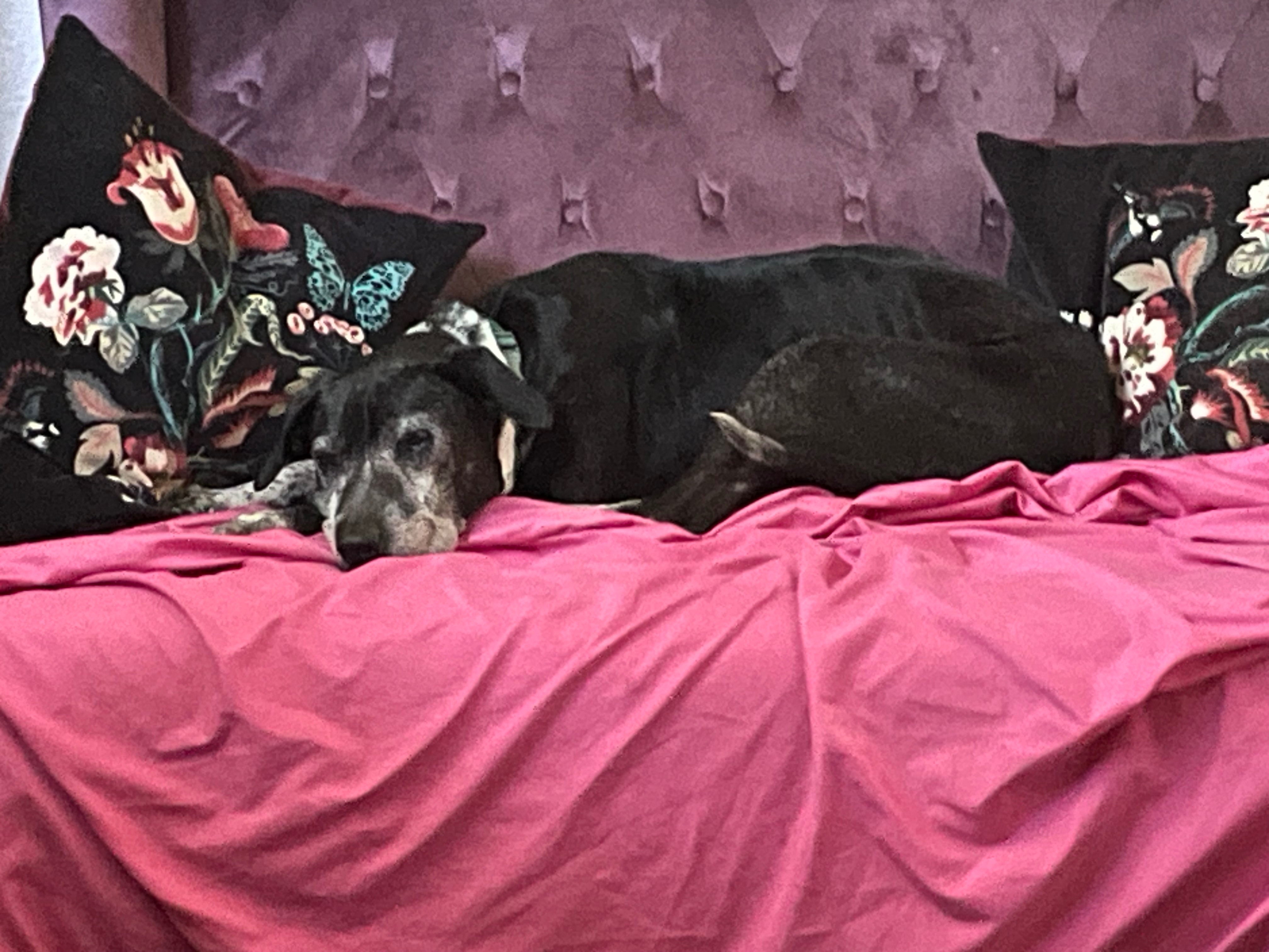 Support  Needed for Neglected and Abandoned Senior Dog campaign photo, 6 of 8