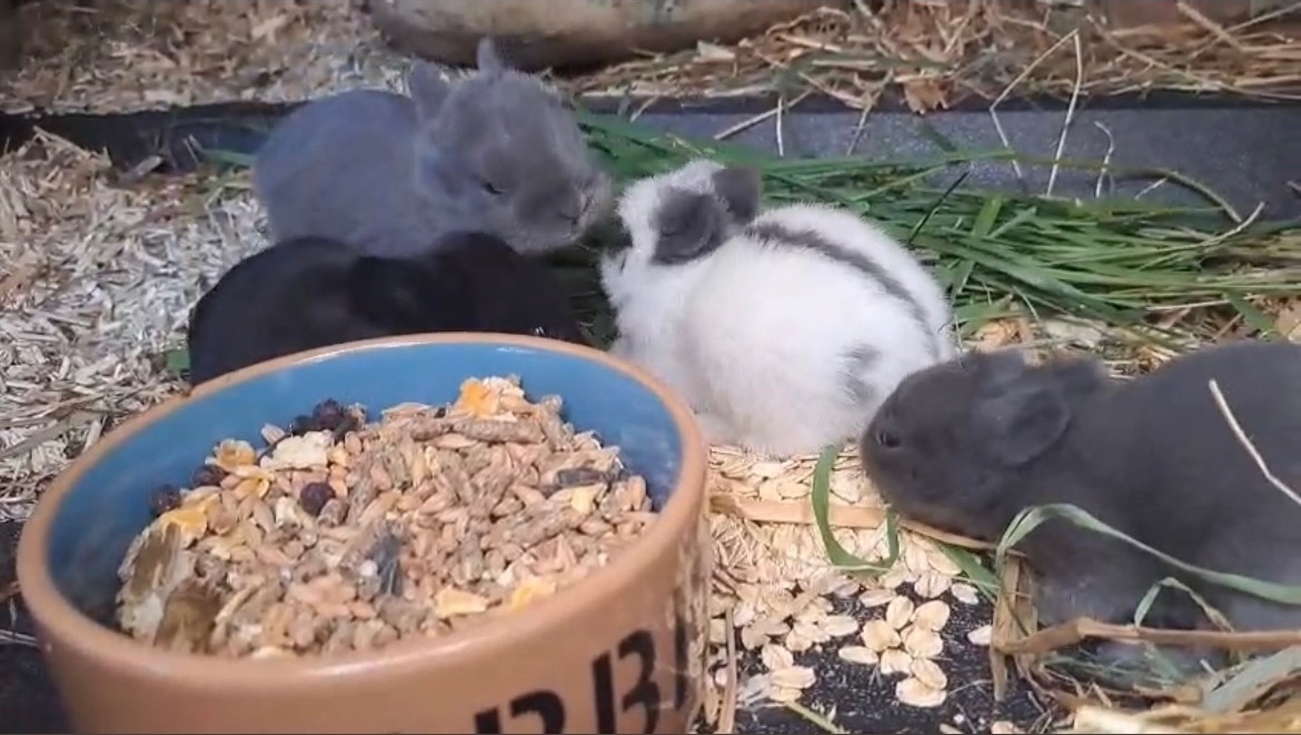 Kaninchen-Mama braucht dringende OP! photo