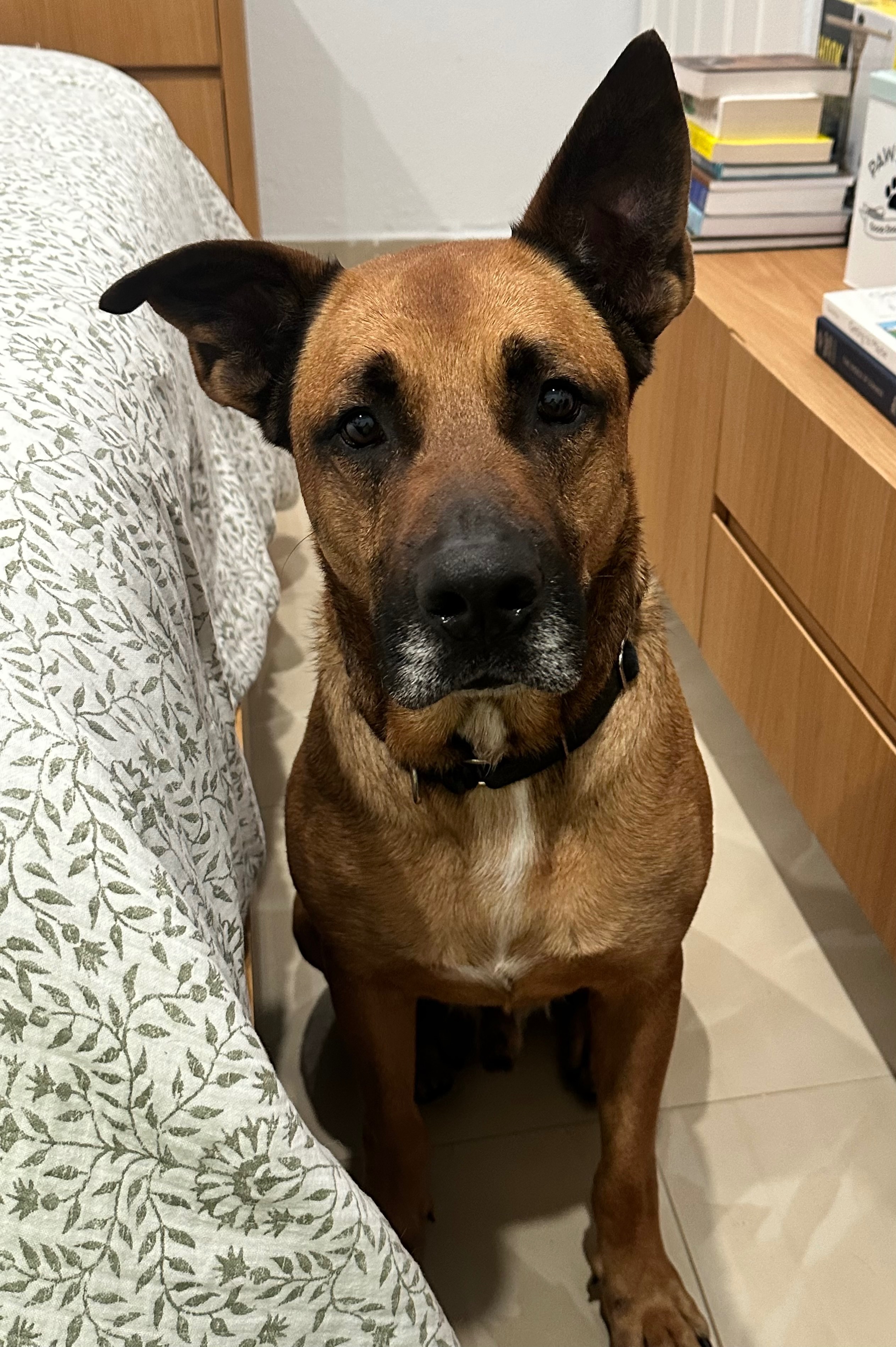 Support Foster Dog Cody's Boarding to Avoid Deadly Virus campaign photo, 7 of 7