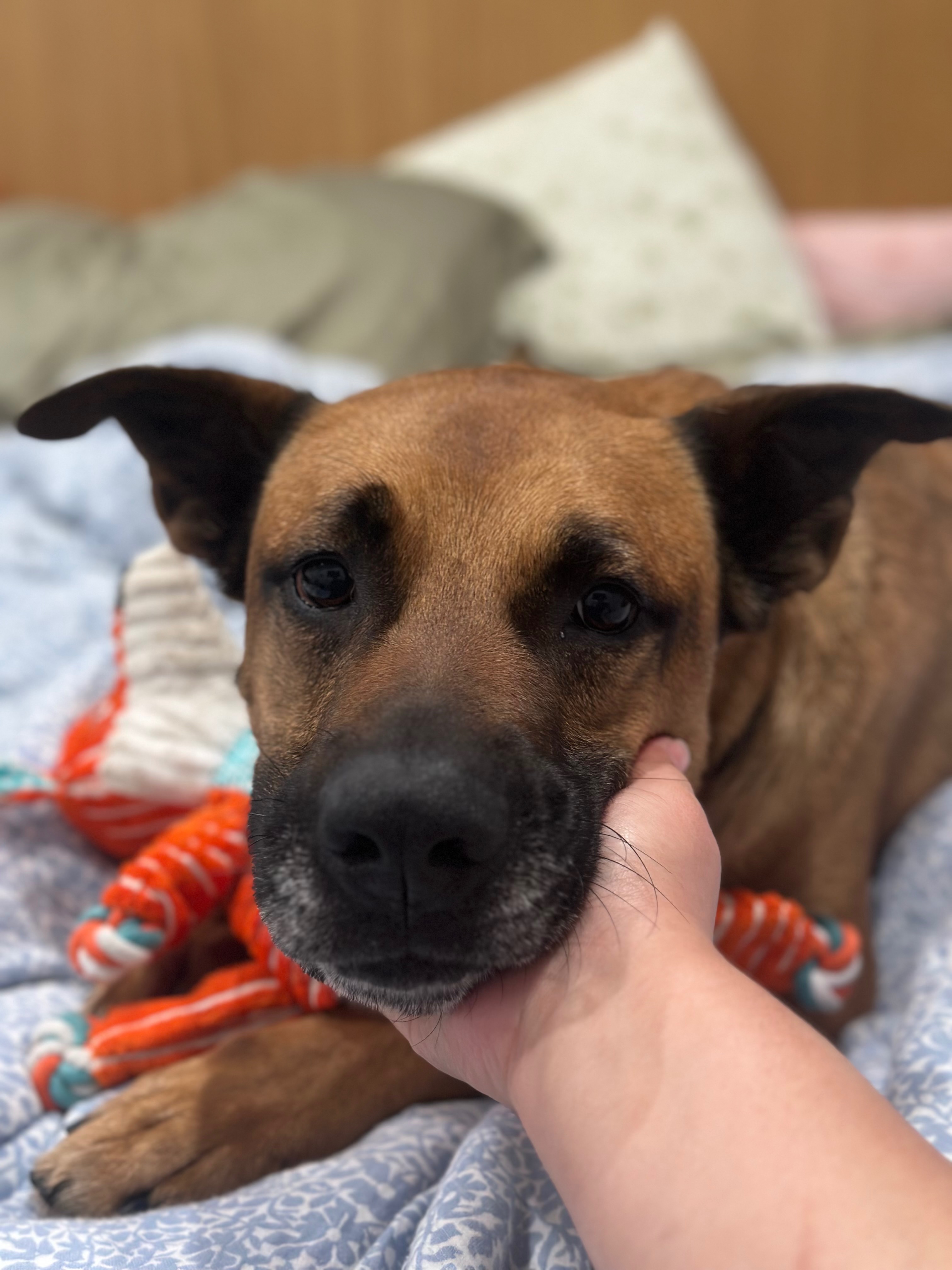 Support Foster Dog Cody's Boarding to Avoid Deadly Virus campaign photo, 2 of 7