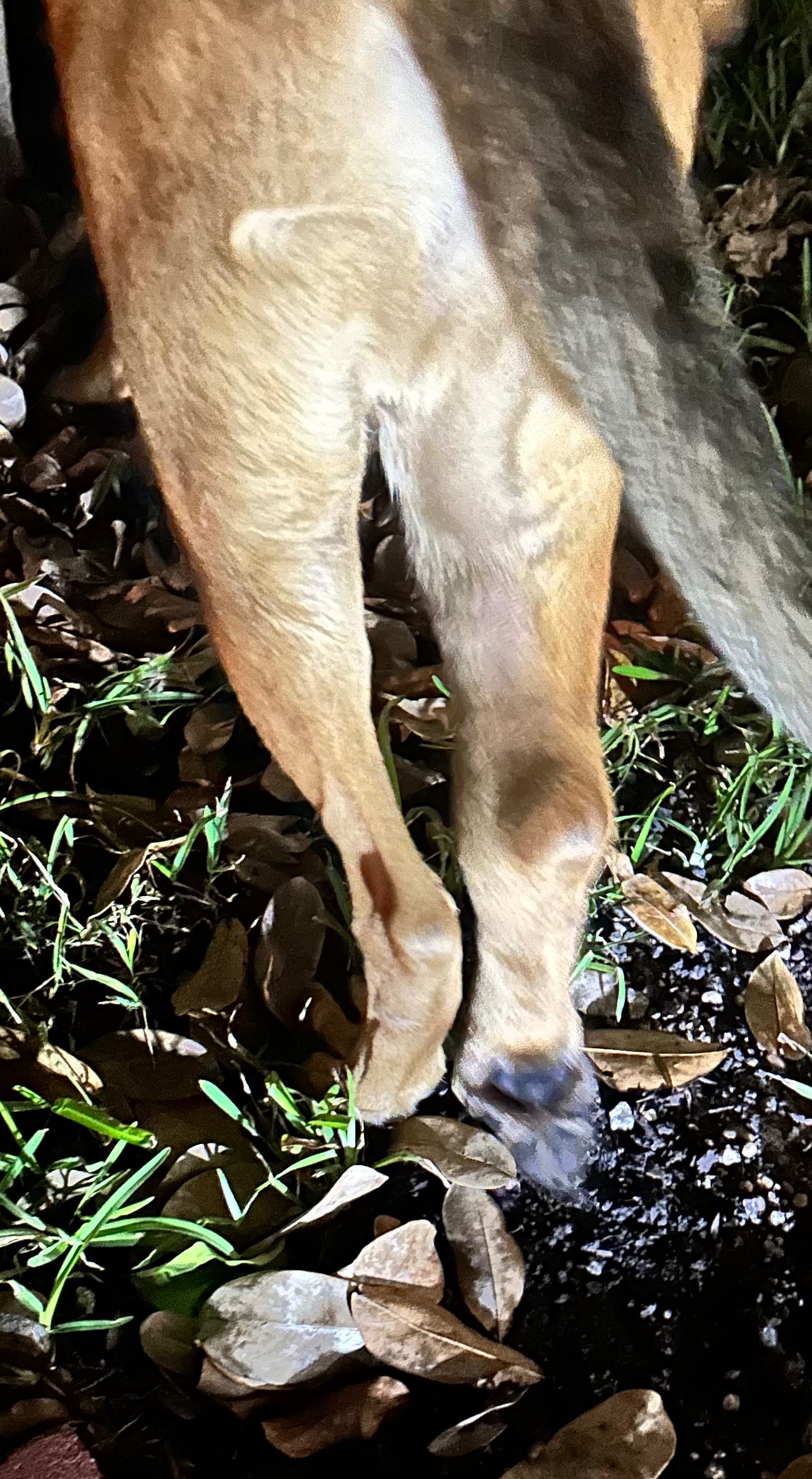 Support Foster Dog Cody's Boarding to Avoid Deadly Virus campaign photo, 5 of 7