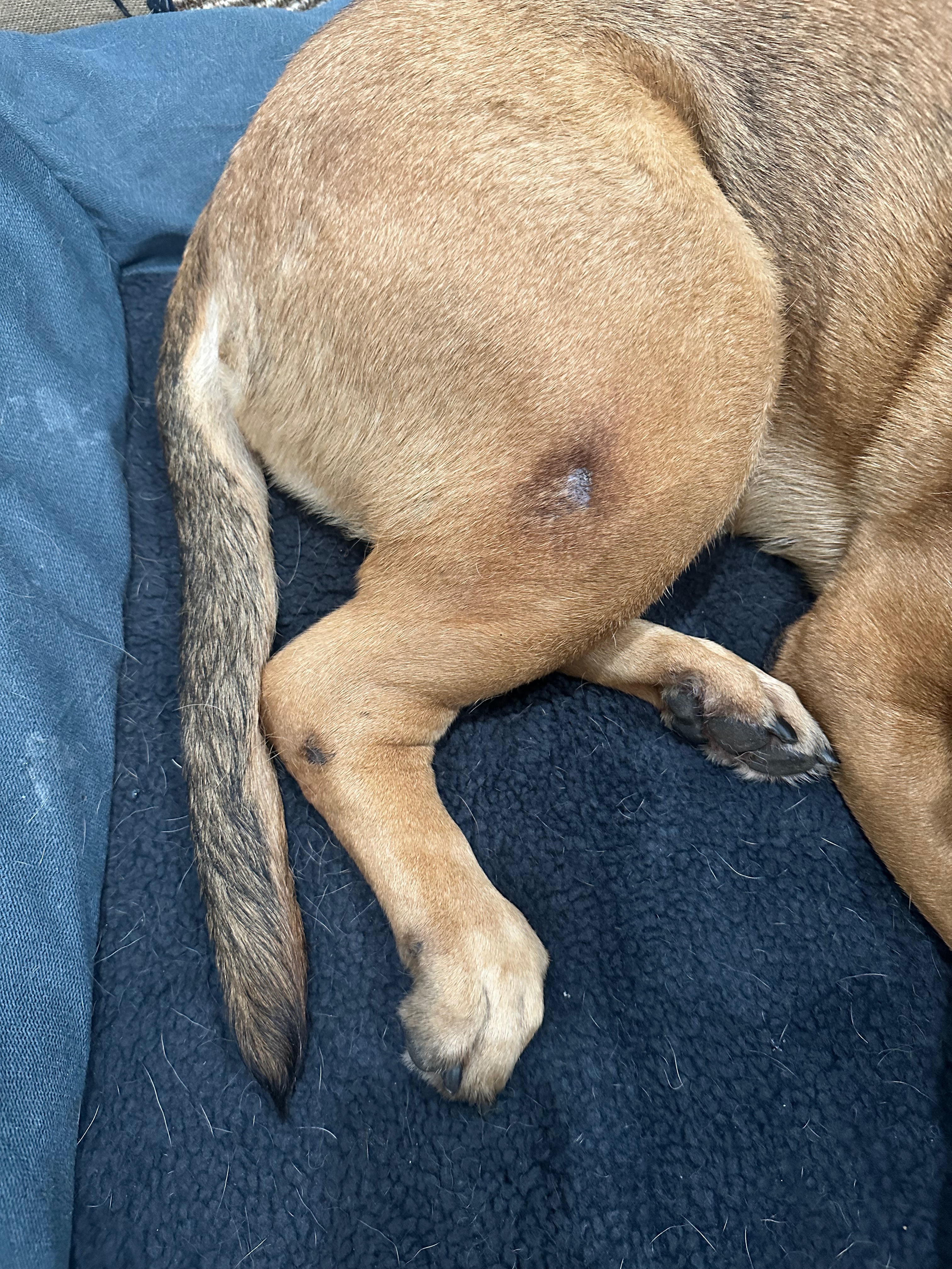 Support Foster Dog Cody's Boarding to Avoid Deadly Virus campaign photo, 6 of 7