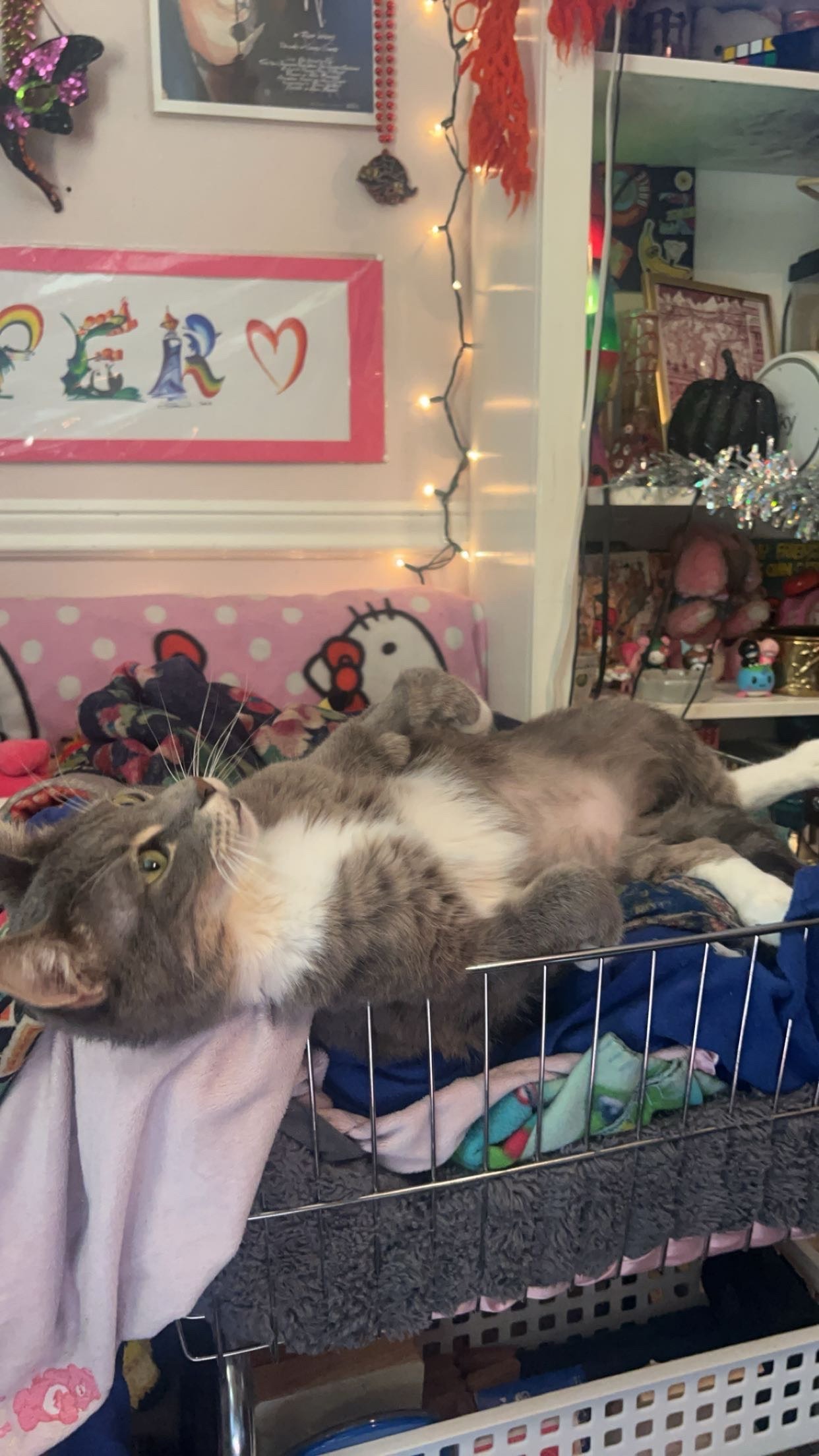 Help Shadow Receive Lifesaving Surgery campaign photo, 5 of 6
