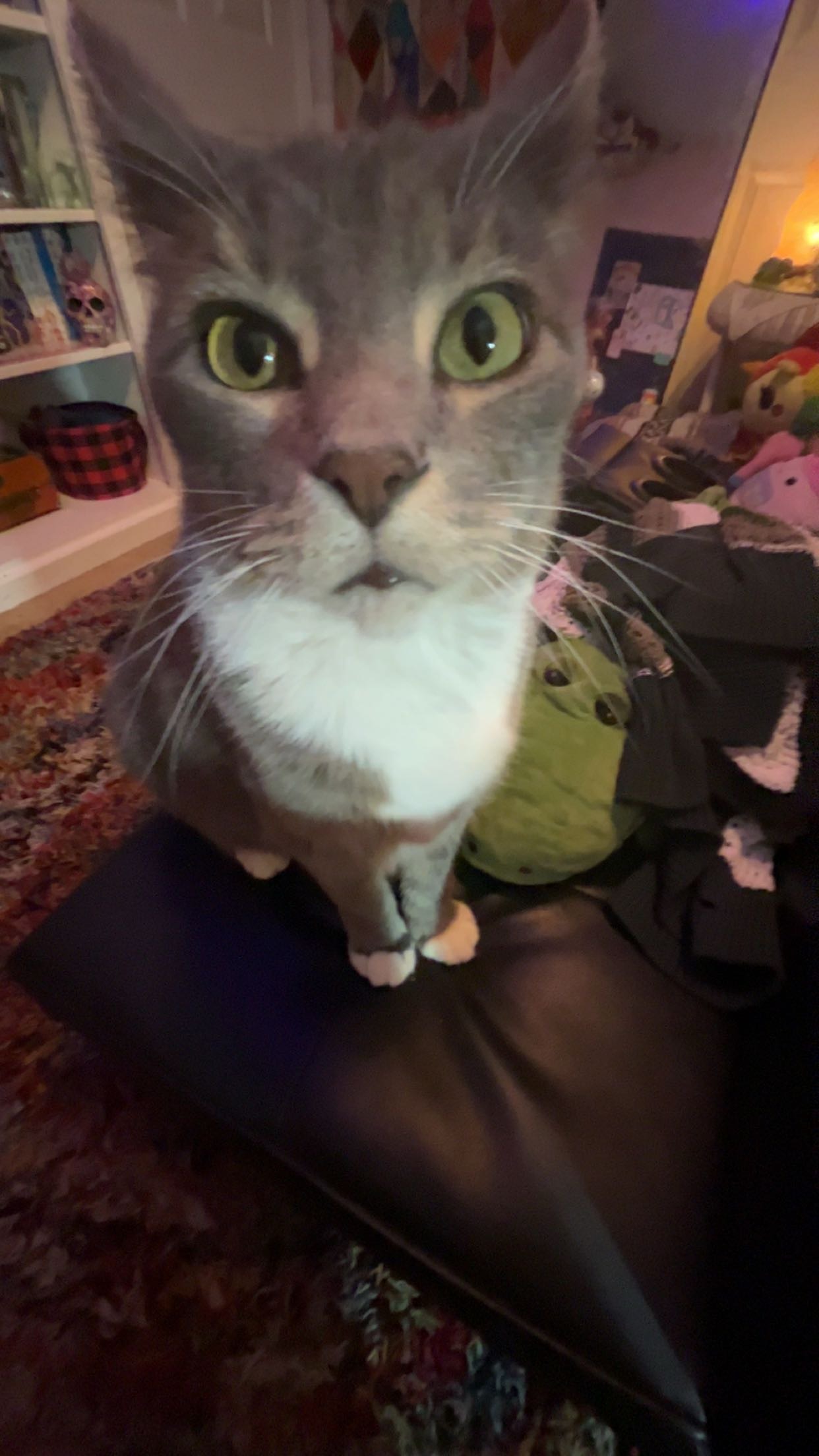 Help Shadow Receive Lifesaving Surgery campaign photo, 2 of 6