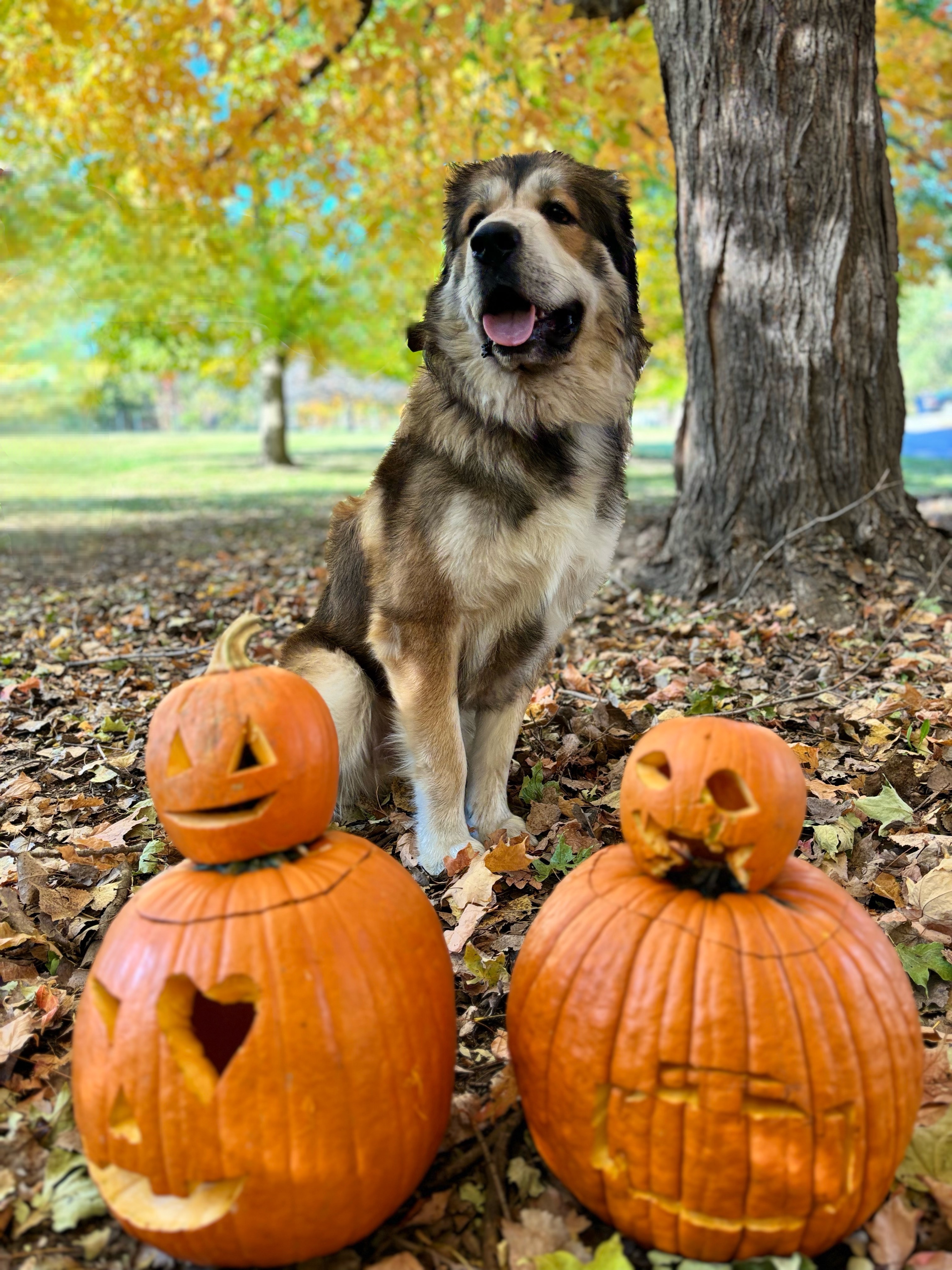 Surgery Needed for Titan's recovery campaign photo, 6 of 7