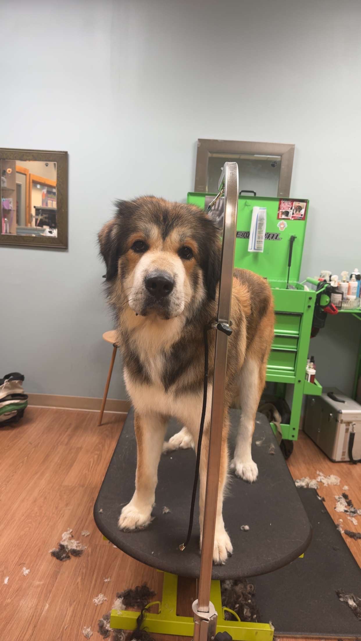Surgery Needed for Titan's recovery campaign photo, 2 of 7