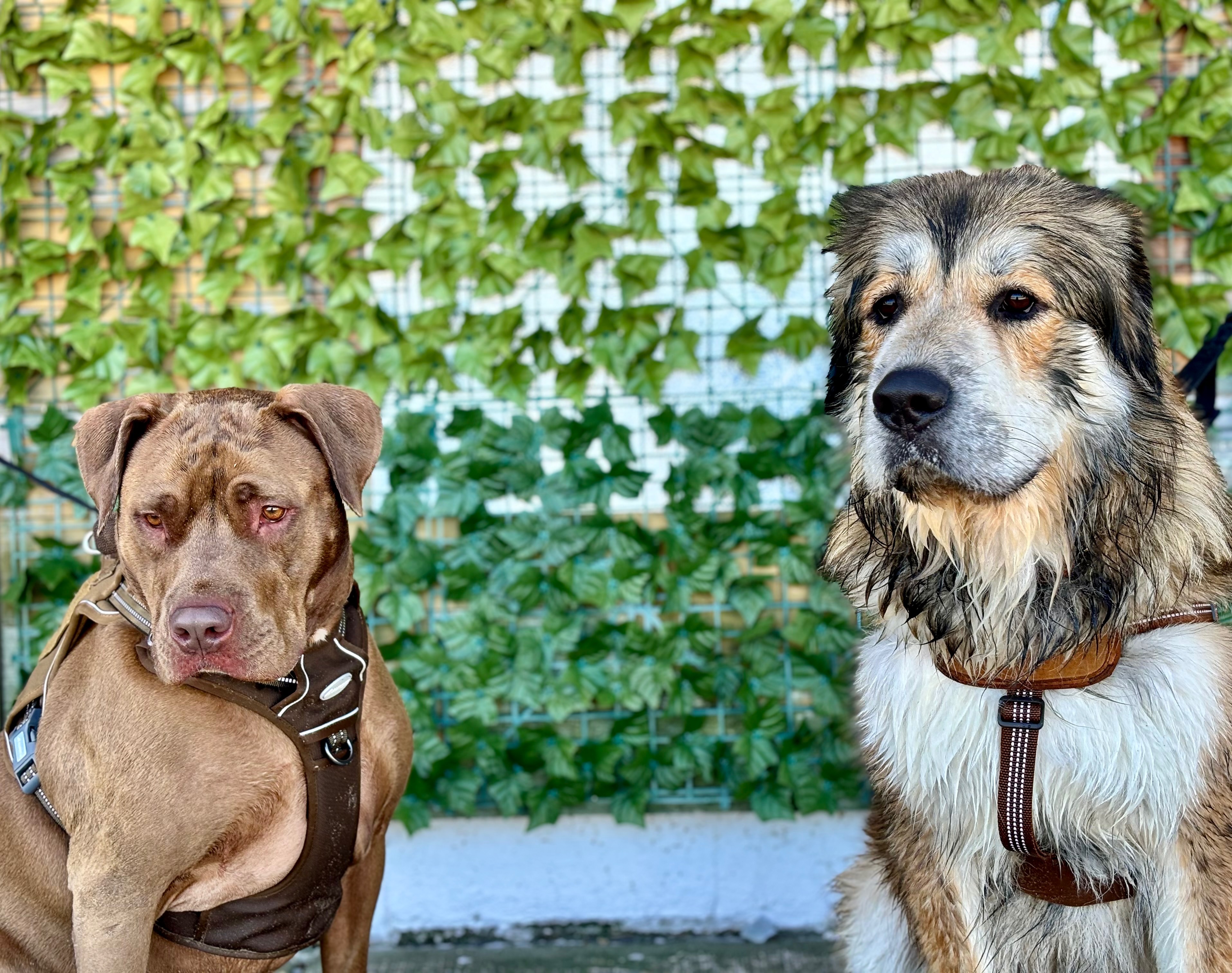 Surgery Needed for Titan's recovery campaign photo, 5 of 7