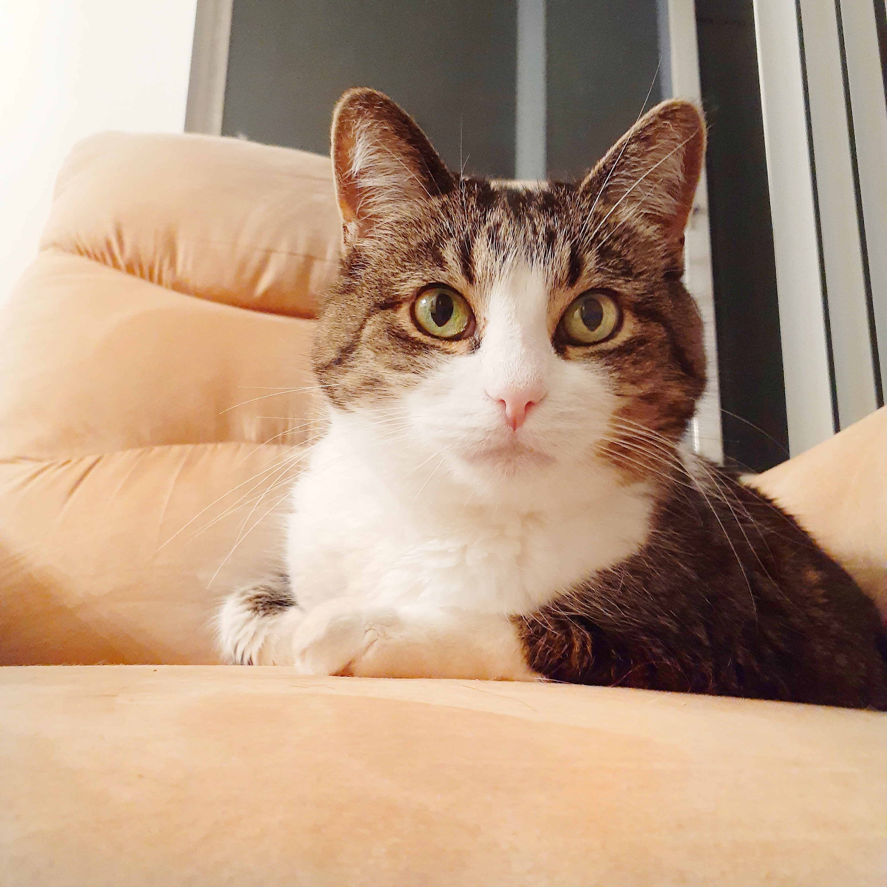 Help me care for my kitties and get my car back! campaign photo, 2 of 7