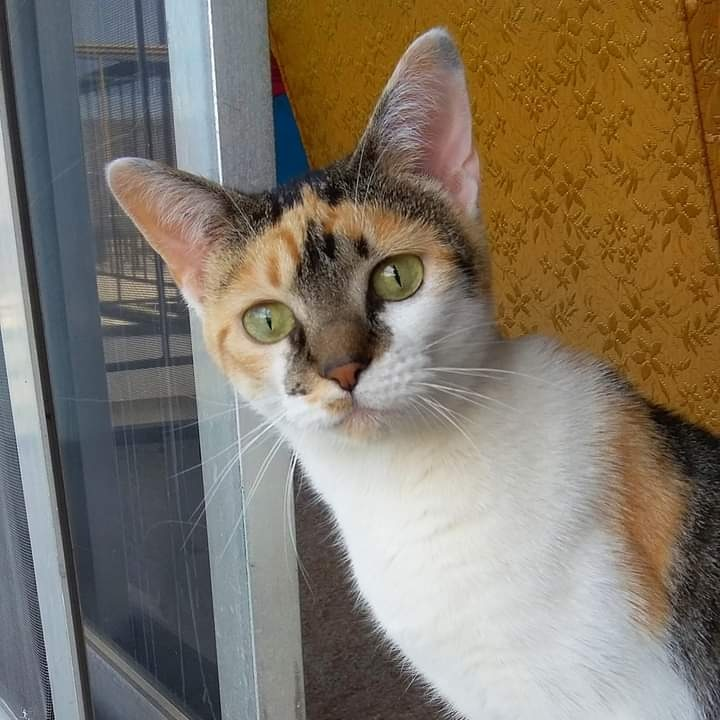 Help me care for my kitties and get my car back! campaign photo, 4 of 7