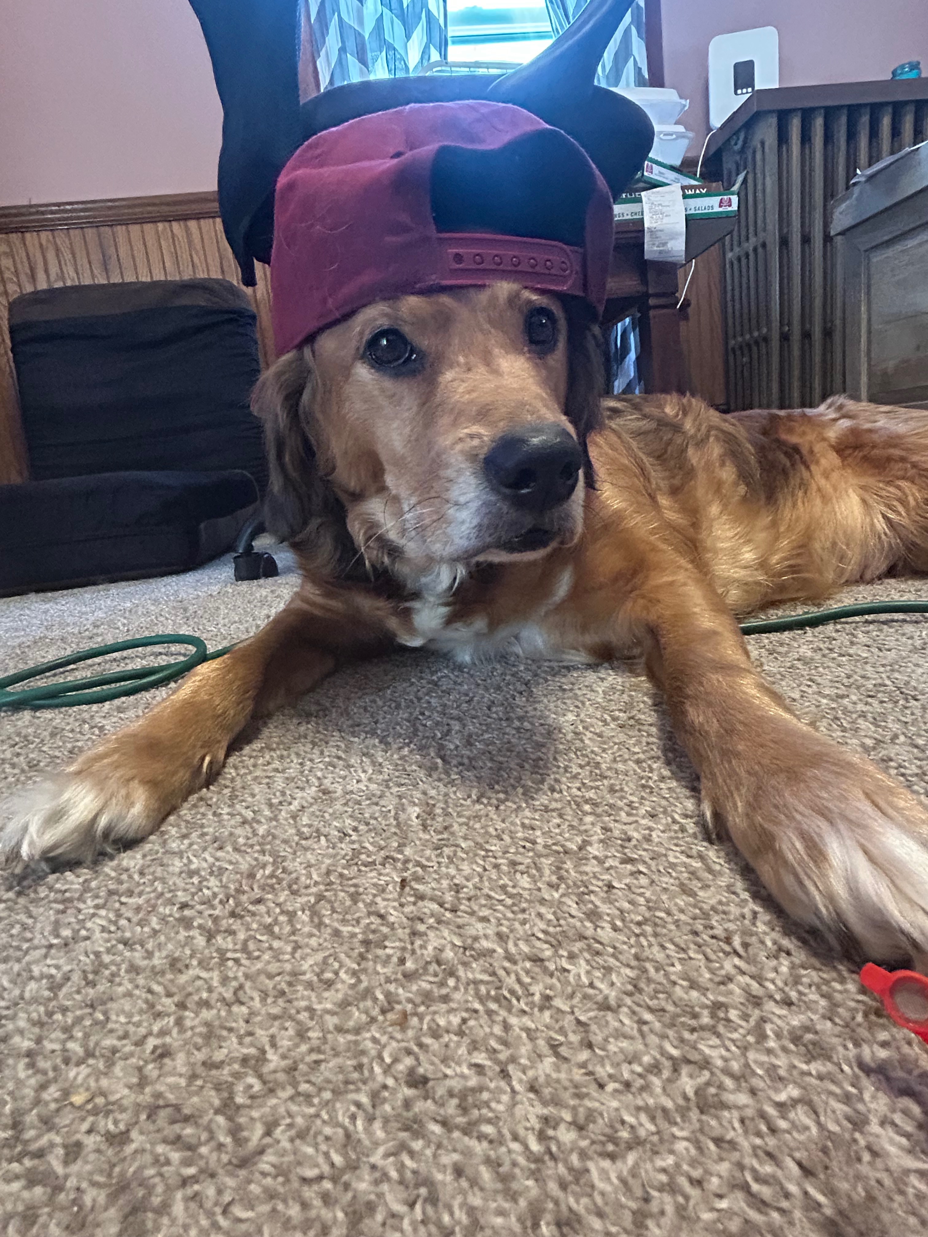 Save Precious, Mackie's PTSD Support Dog campaign photo, 7 of 8