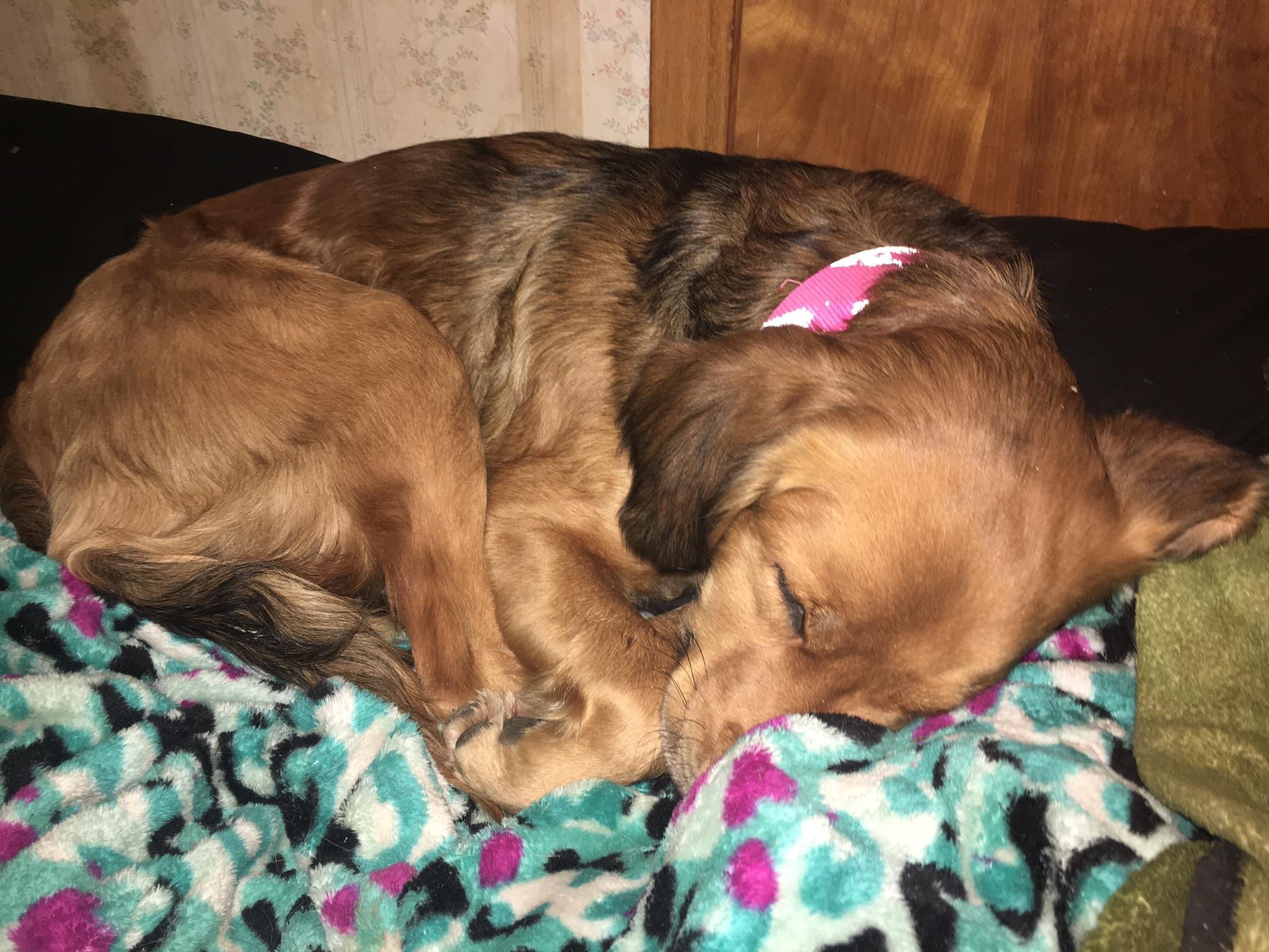 Save Precious, Mackie's PTSD Support Dog campaign photo, 2 of 8