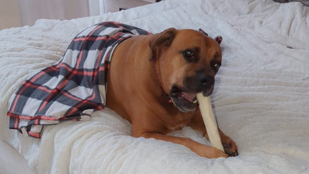 Help Chase get the care he deserves photo