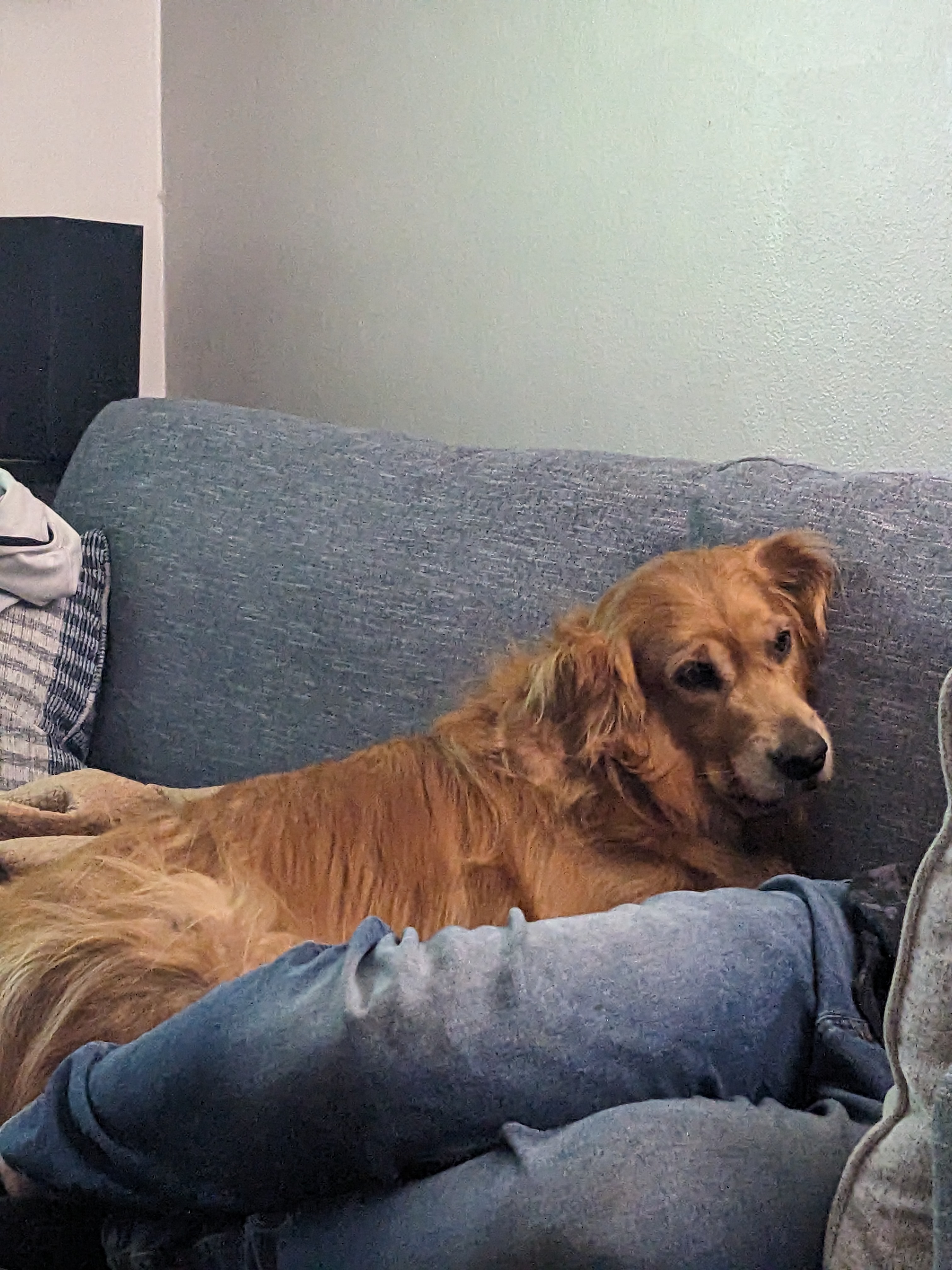 Help Lady Blu Get Life-Saving Surgery campaign photo, 2 of 3