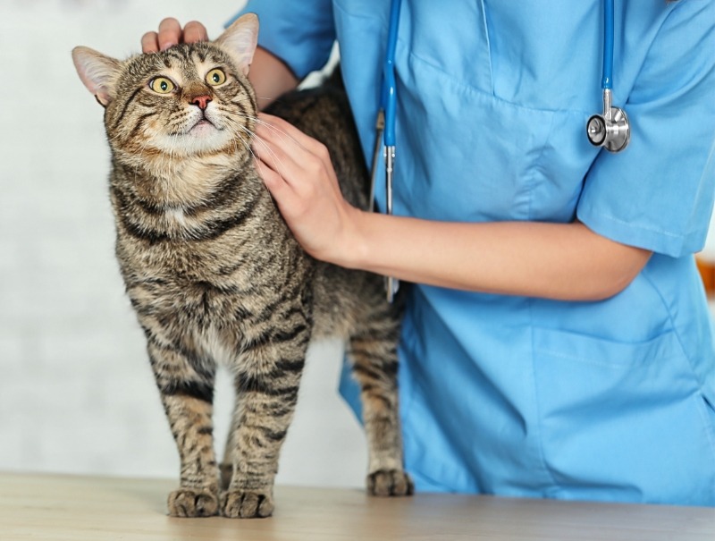 Support a Future Vet Tech's Dream campaign photo, 2 of 4