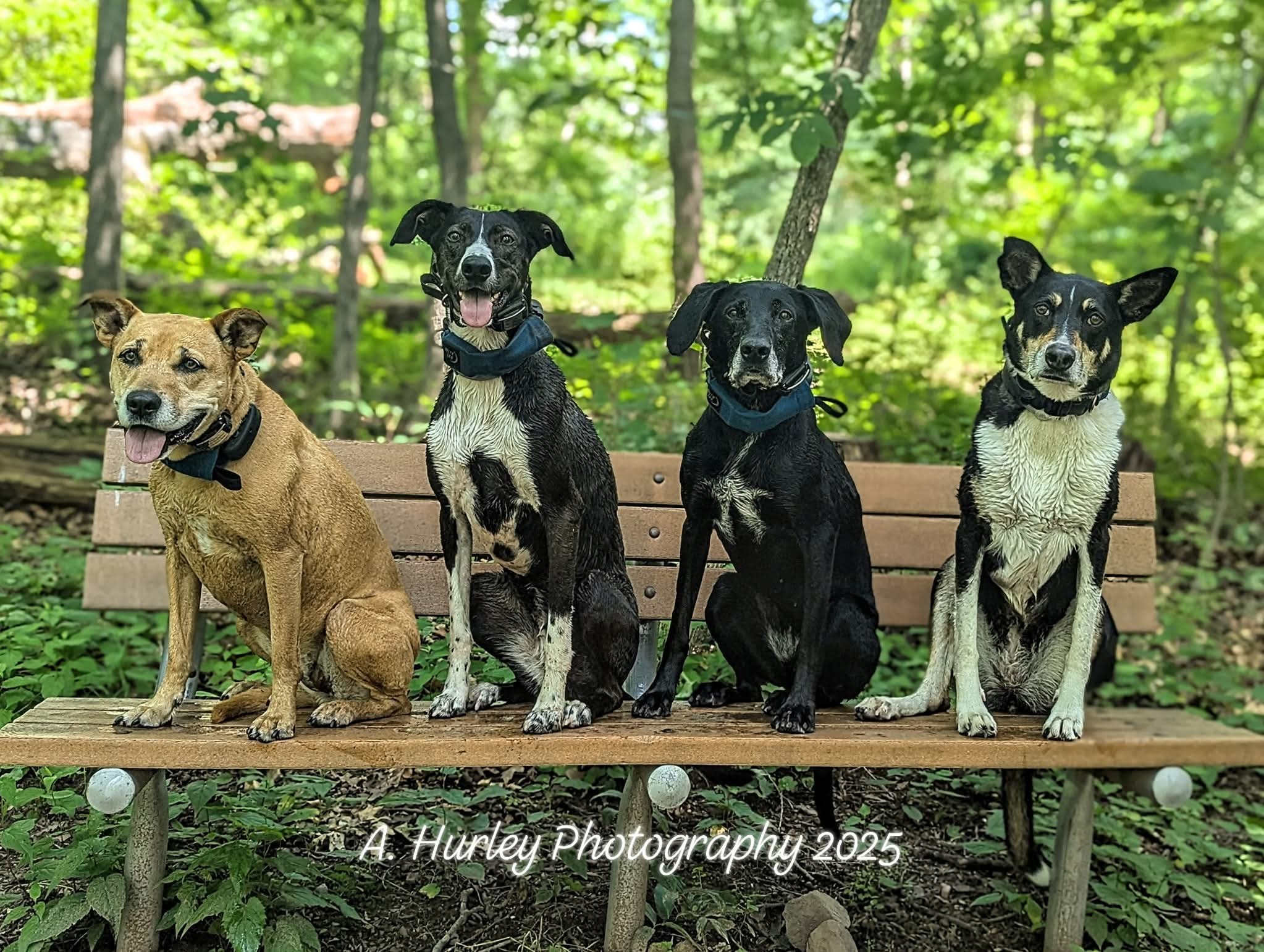 Help Eloise have the happiest and healthiest senior years! campaign photo, 5 of 8