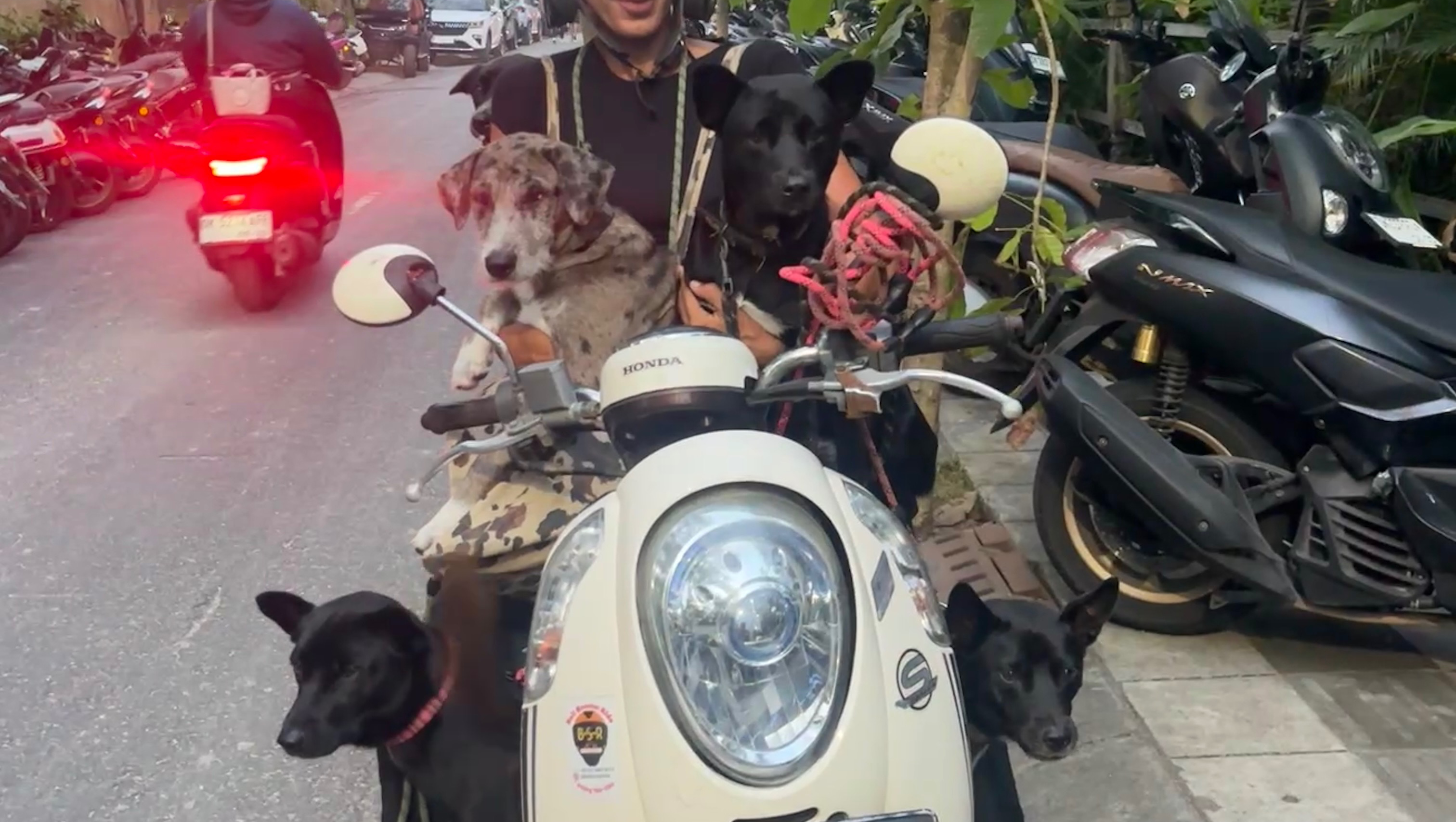support a safe and stable life for my rescue dogs in bali photo